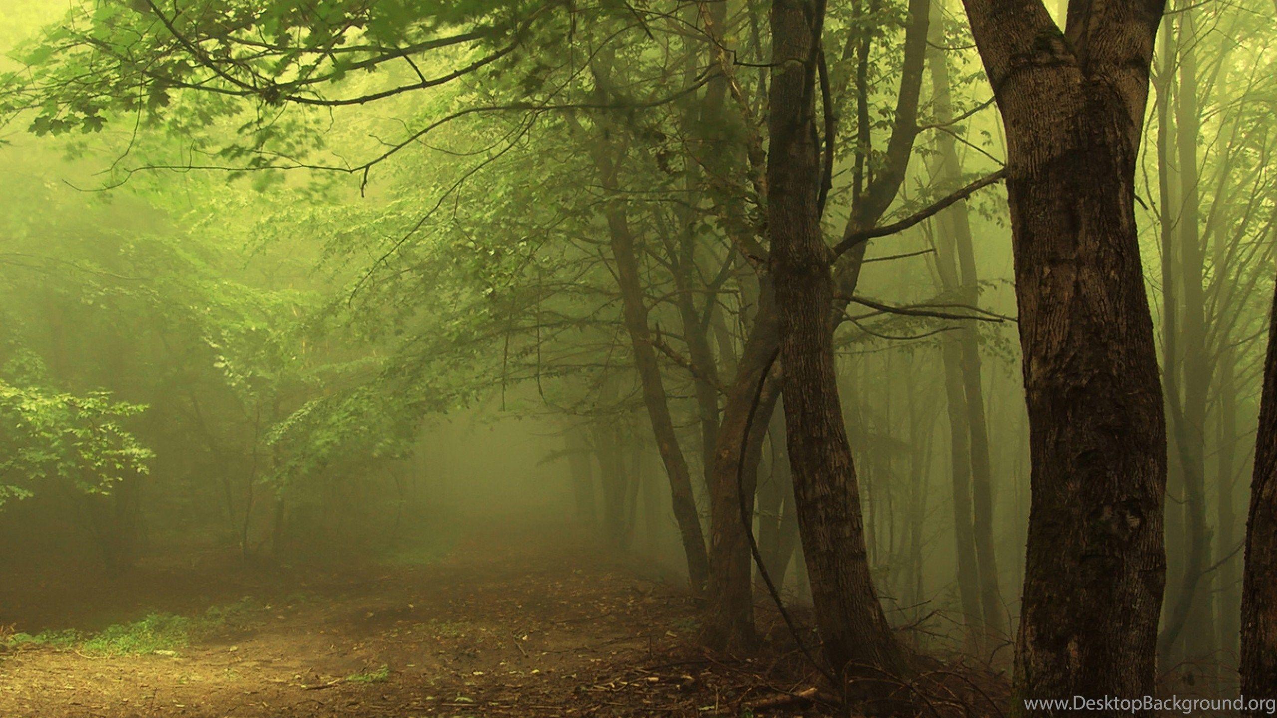 2560x1440 Wallpaper Misty Forrest Green Mist Forest Beautiful Nature Path. Desktop Background