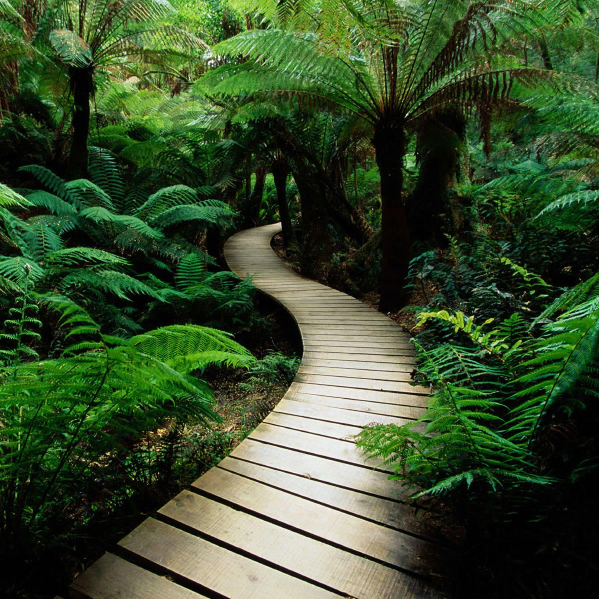 2048x2048 Jungle Path. Pathways, Nature wallpaper, Backyard