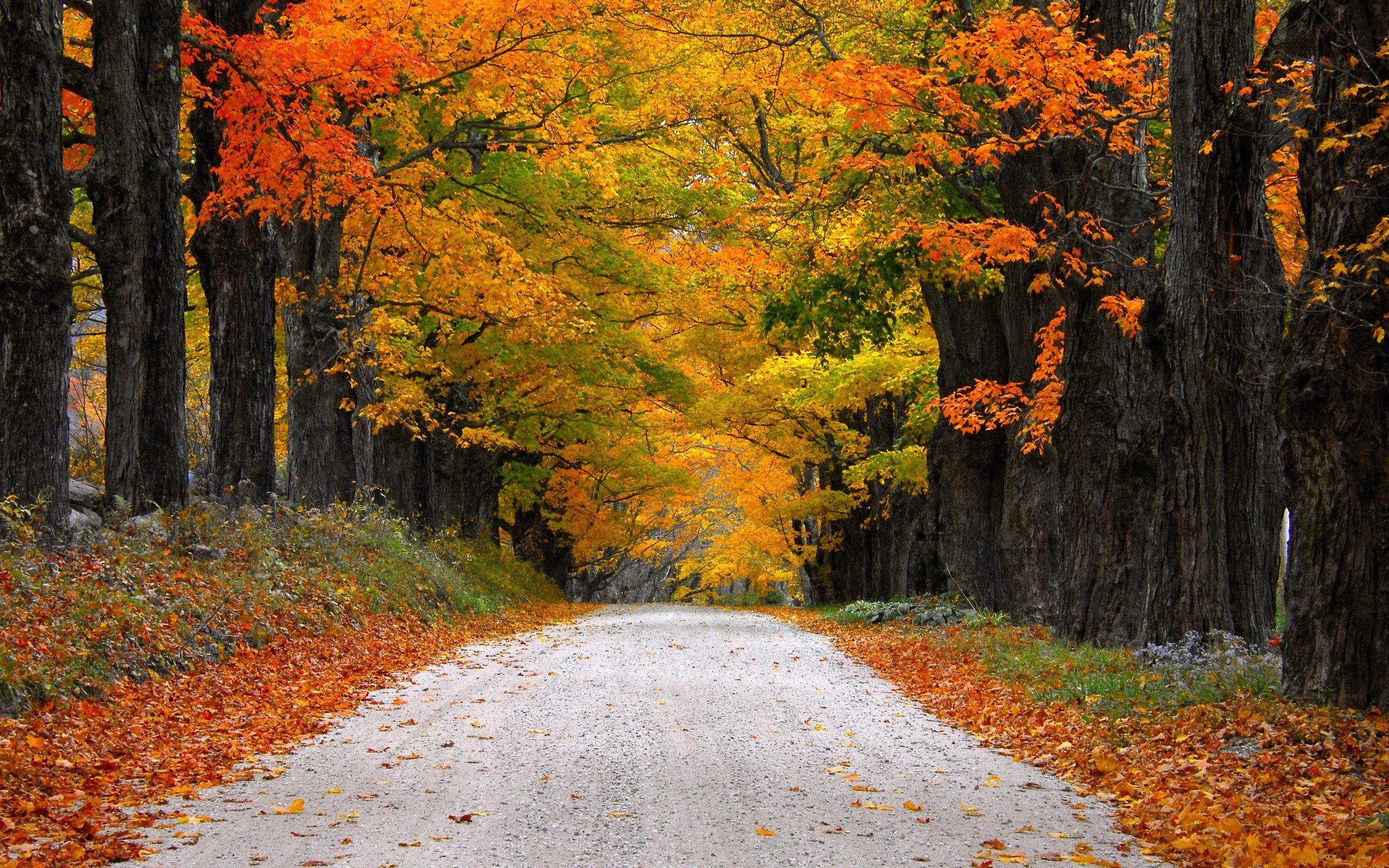 2560x1600 Autumn nature path leaves mountain fall colorful trees road wallpaperx1600