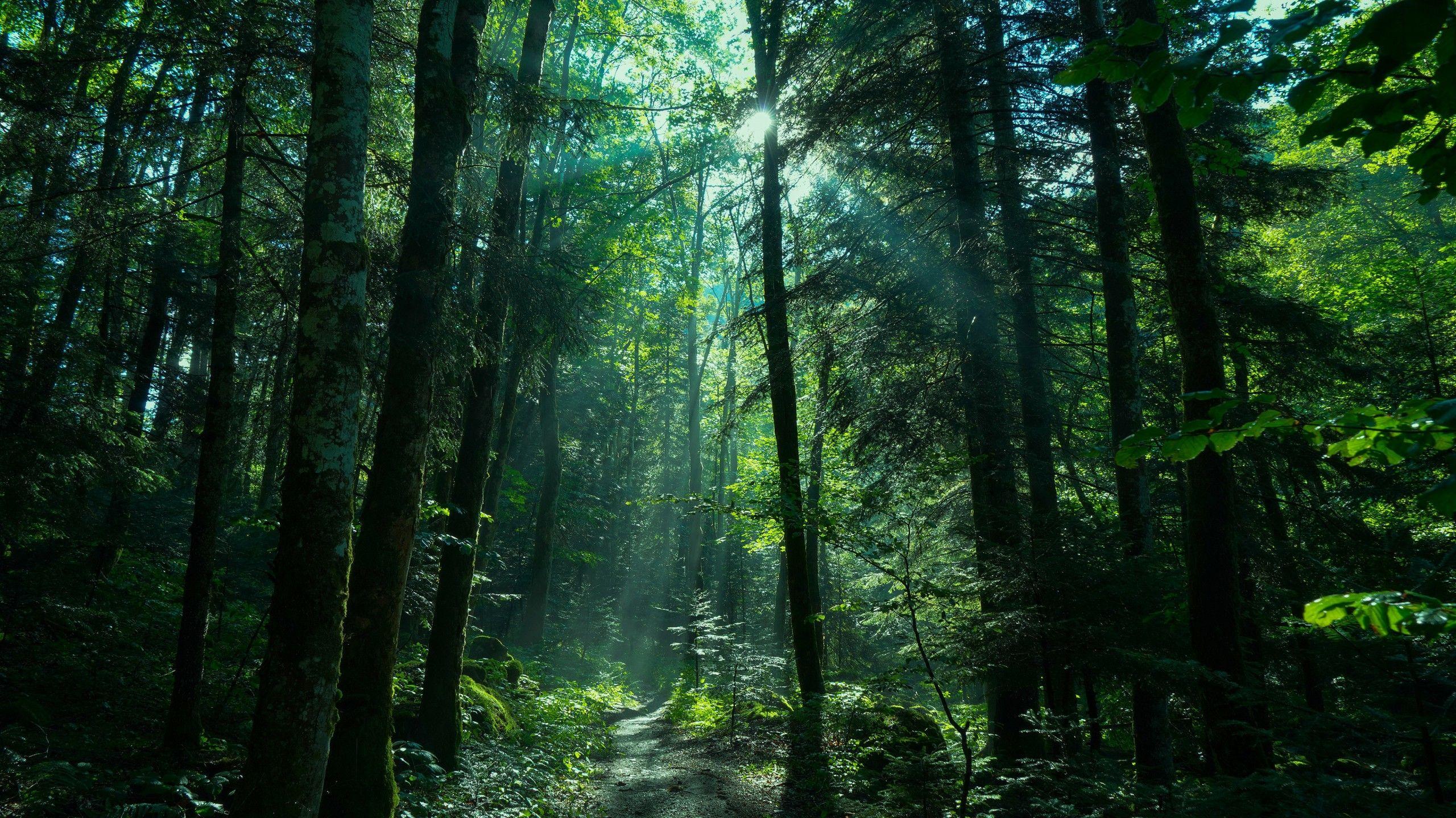 2560x1440 Greenery Forest Nature Path With Sunbeam 4K HD Nature Wallpaper