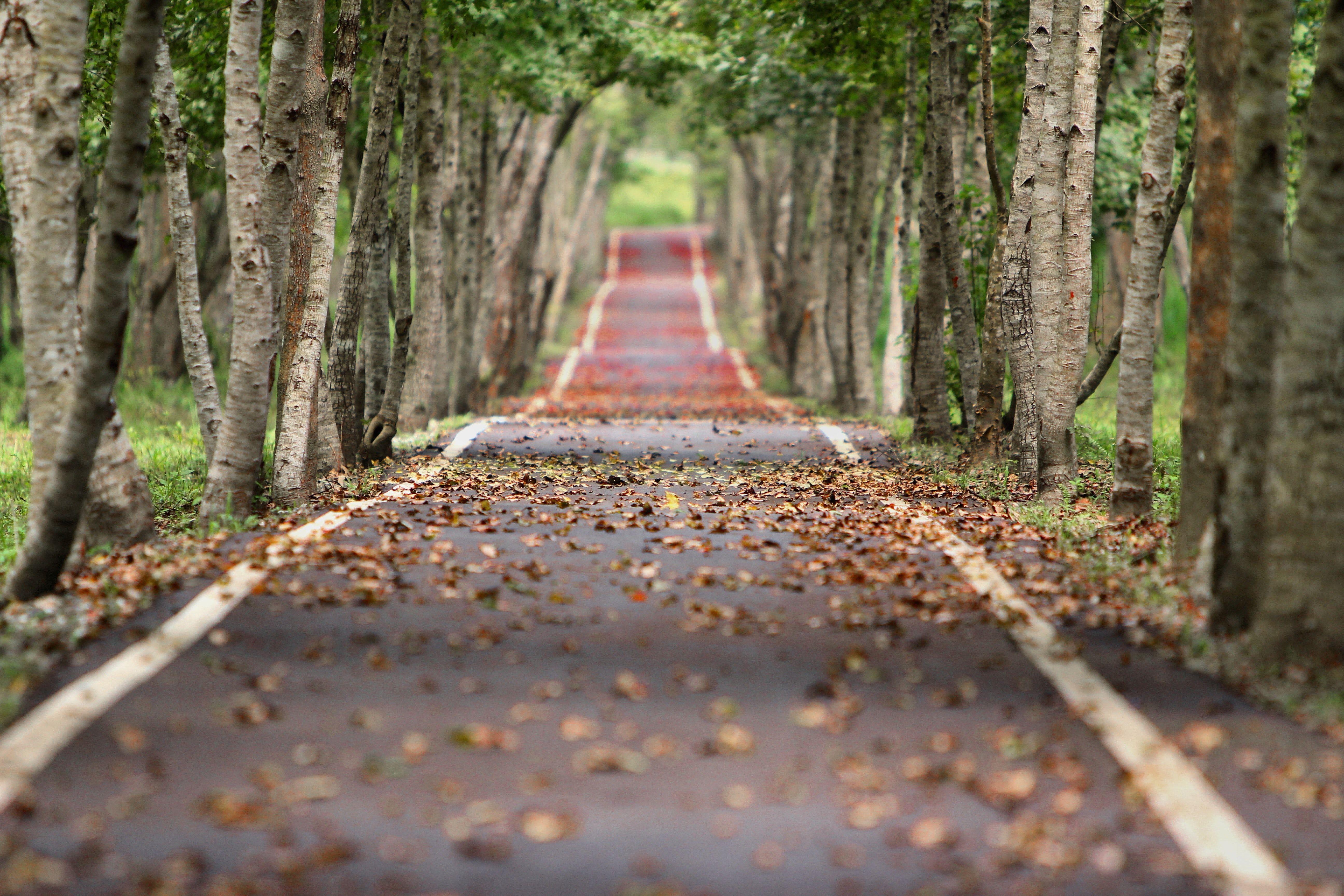 5184x3456 Empty Road Between Trees · Free