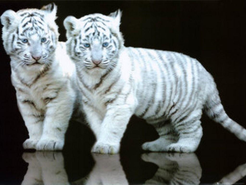 1024x768 White Tiger Cubs Wallpaper