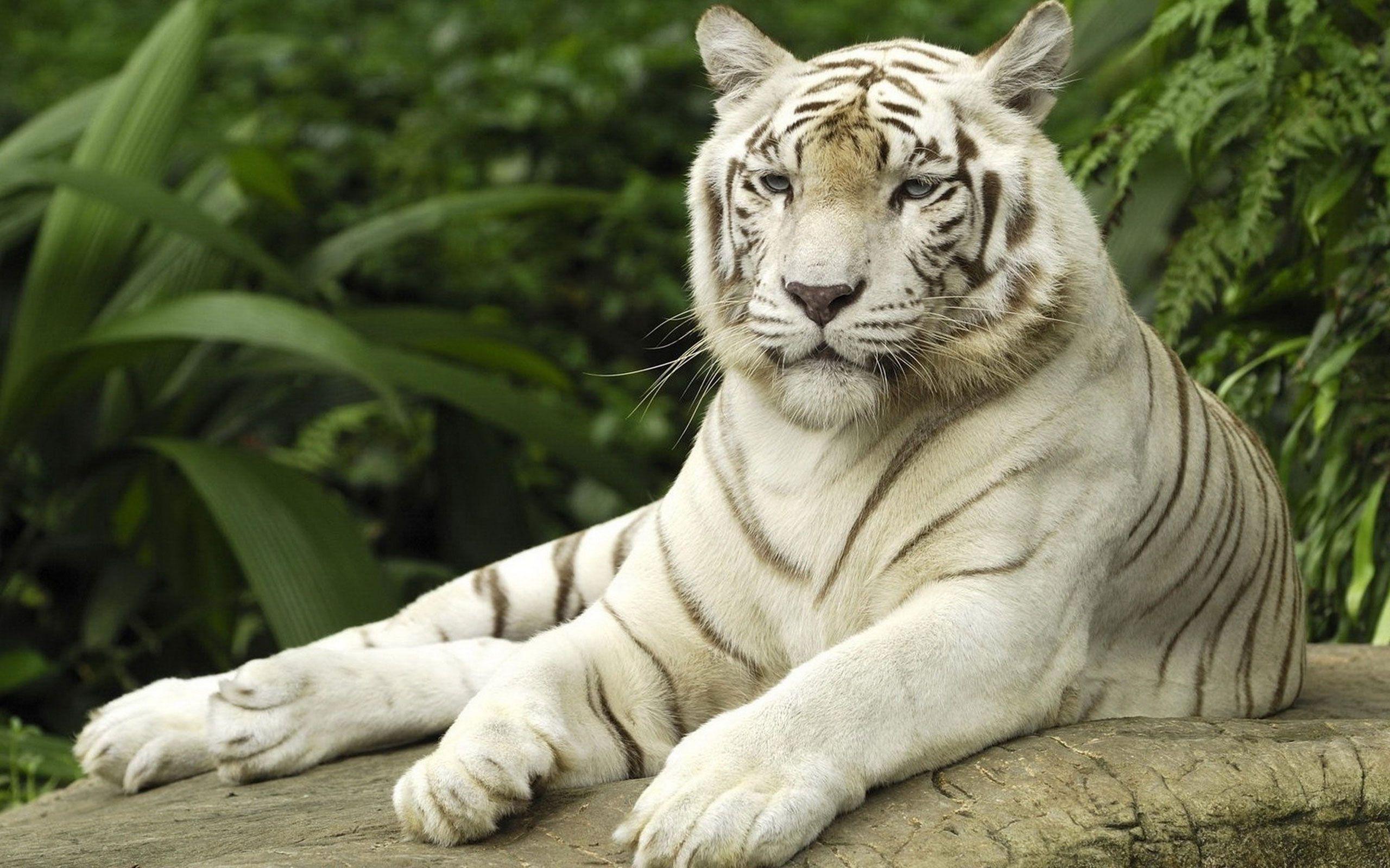 2560x1600 White Tiger Picture