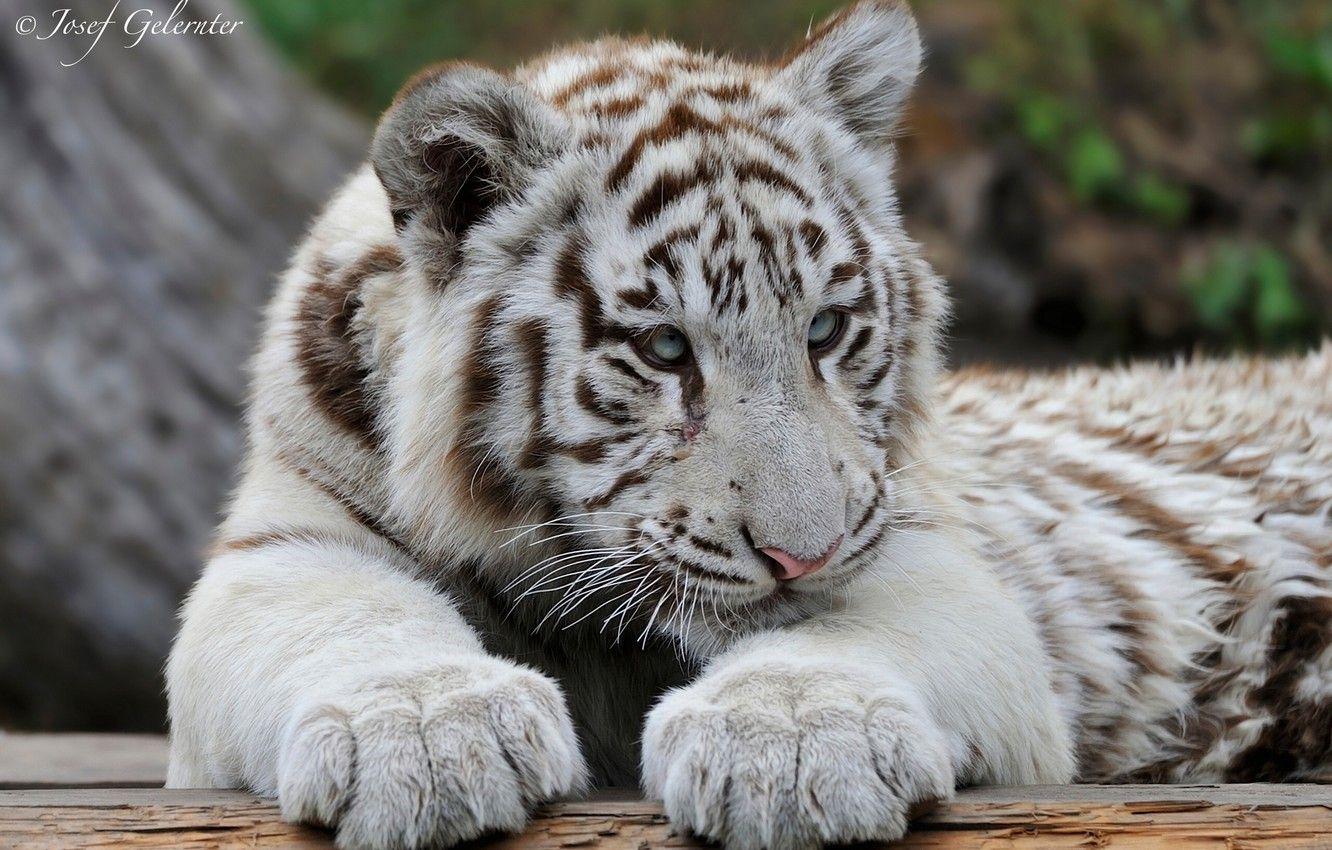 Cute White Tiger Desktop Wallpapers - Top Free Cute White Tiger Desktop ...