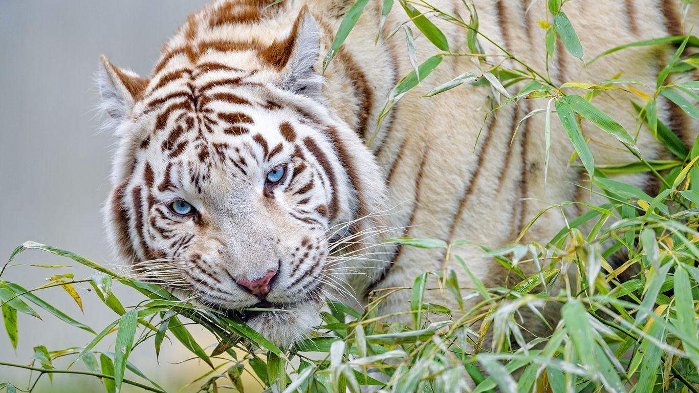 1366x768 White, Tiger, Branch Wallpaper Download