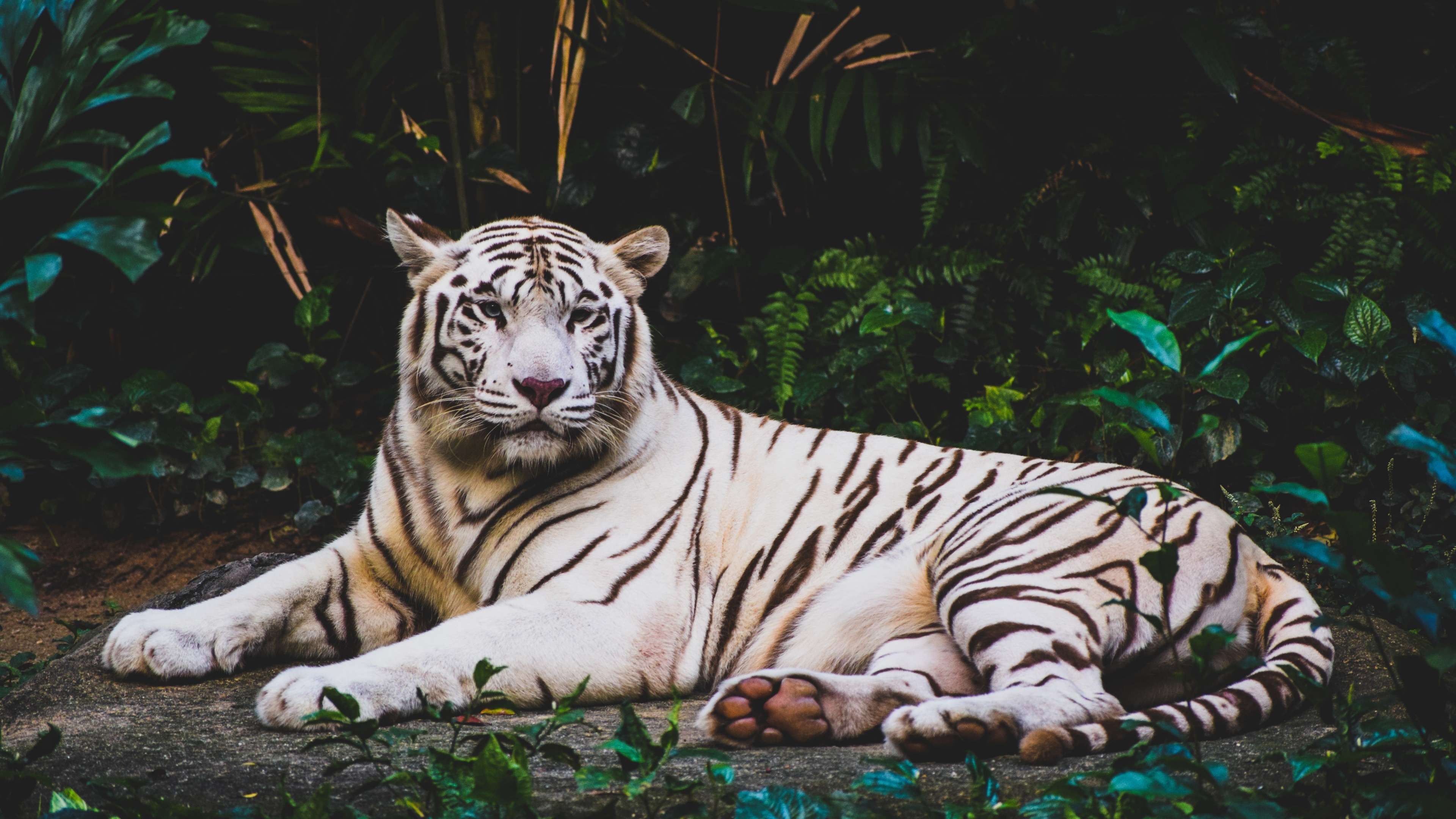3840x2160 4k Wallpaper White Tiger