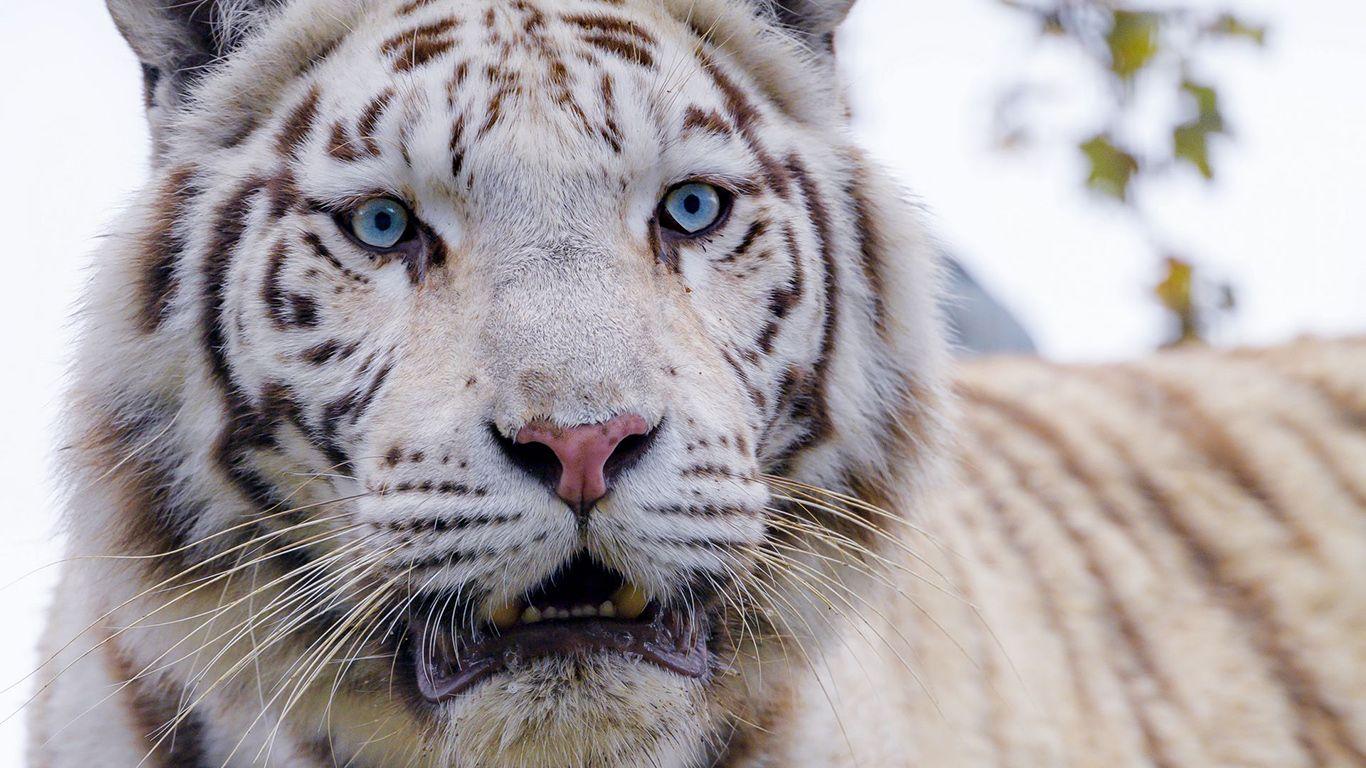 1366x768 White, Tiger, Predator Wallpaper Download