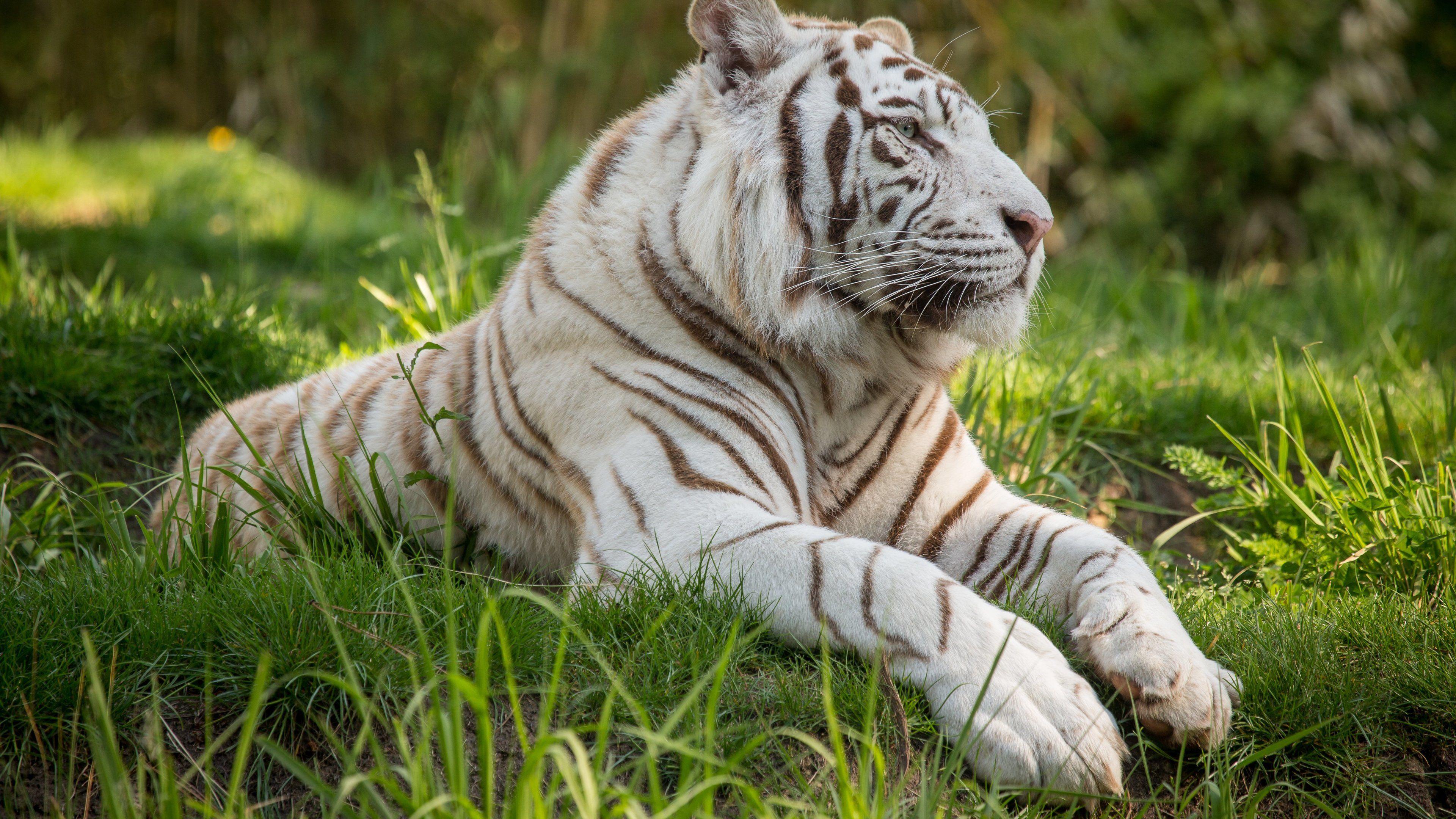 3840x2160 Wallpaper 4k White Tiger 4k 4k Wallpaper, Animals Wallpaper, Hd Wallpaper, Tiger Wallpaper, White Tiger Wallpaper