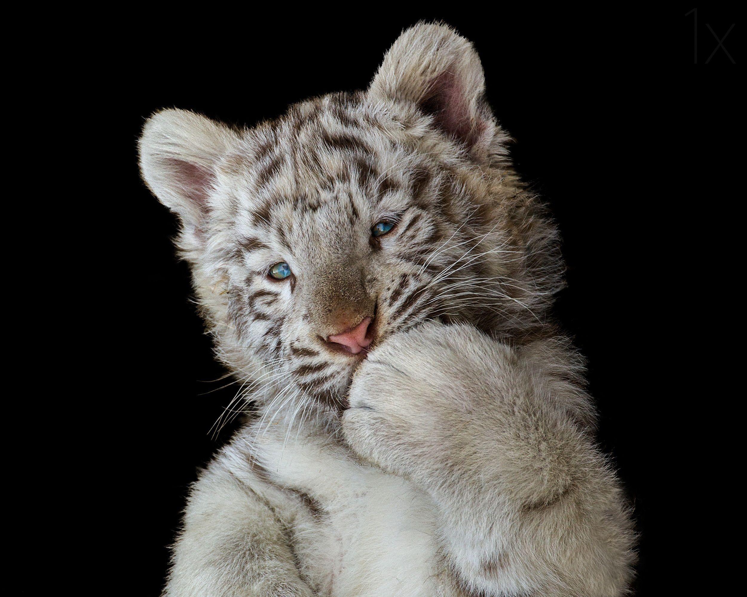 2500x1997 Cute White Tiger Cubs Wallpaper .