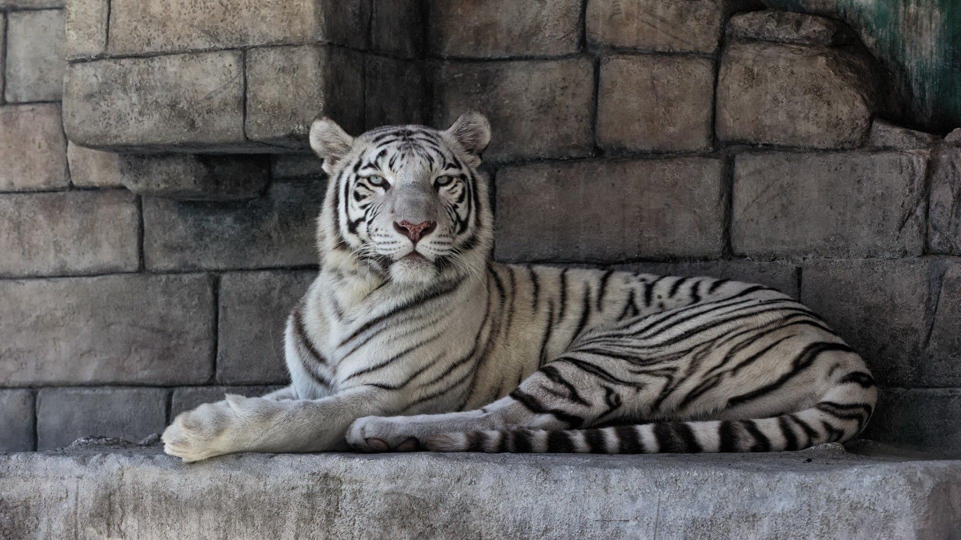 1920x1080 White Tiger wallpaper 1920x1080 Full HD (1080p) desktop background