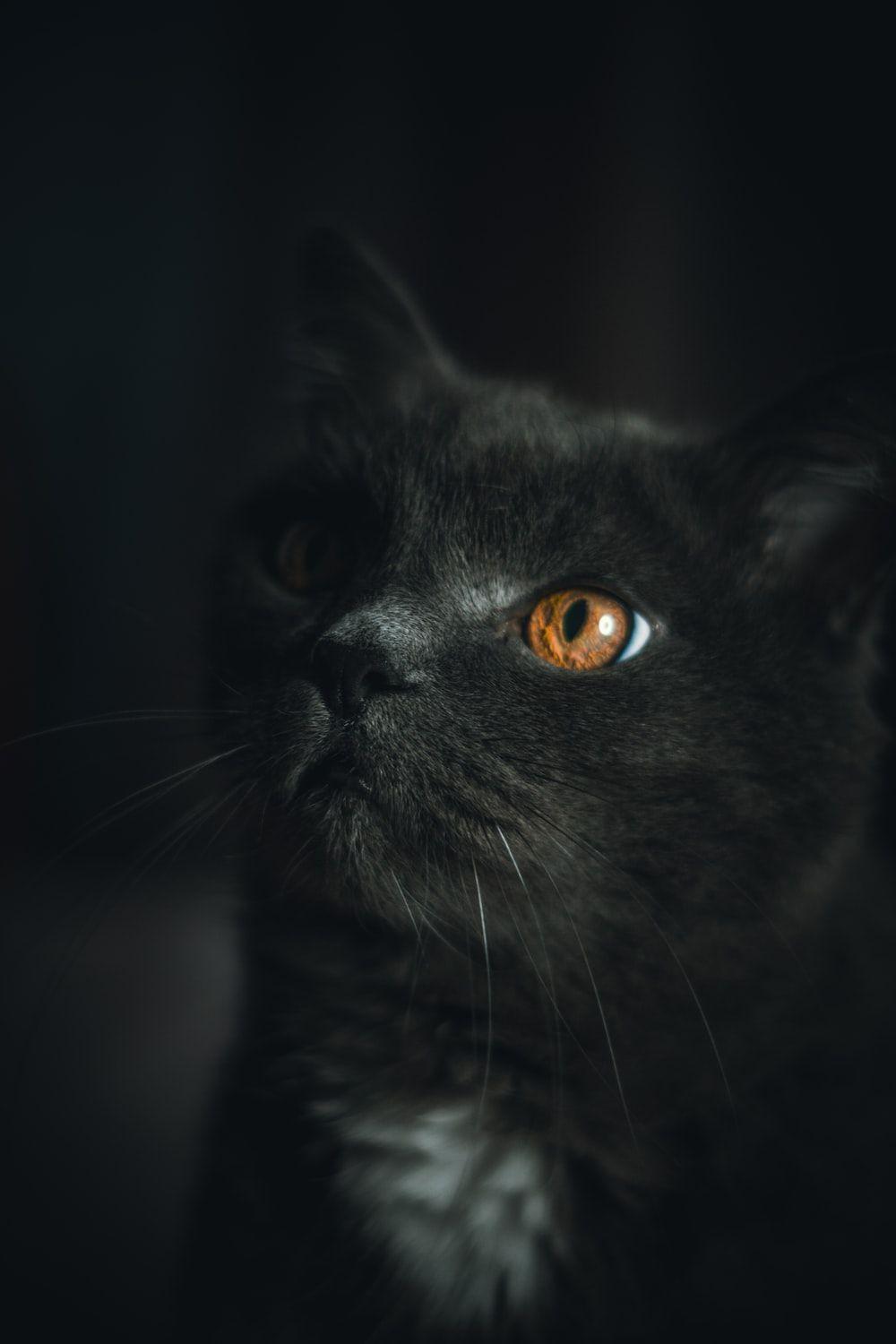1000x1500 Black Cat Picture. Download Free Image