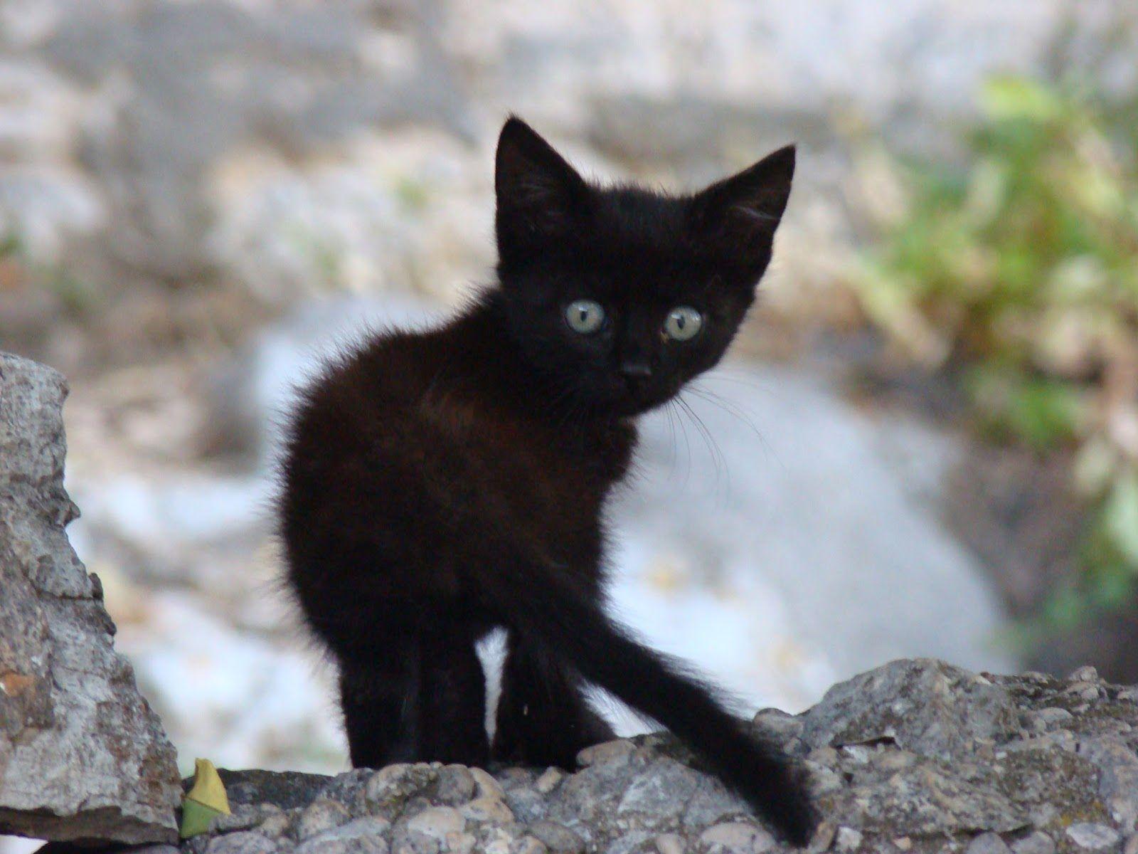 1600x1200 Cute Black Cat Hamster .