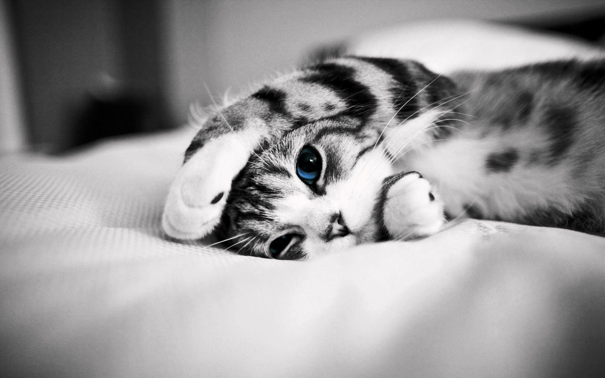 2560x1600 Black Kittens Wallpaper