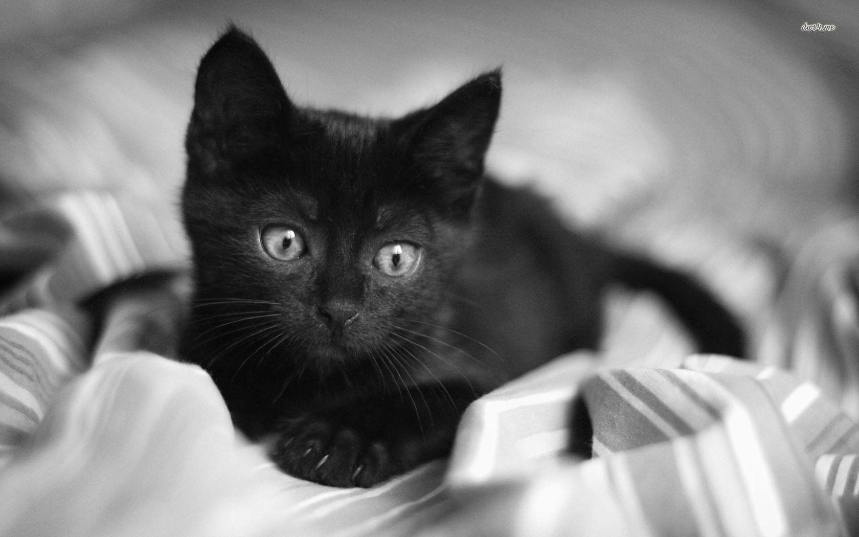 1680x1050 Black Kittens Wallpaper