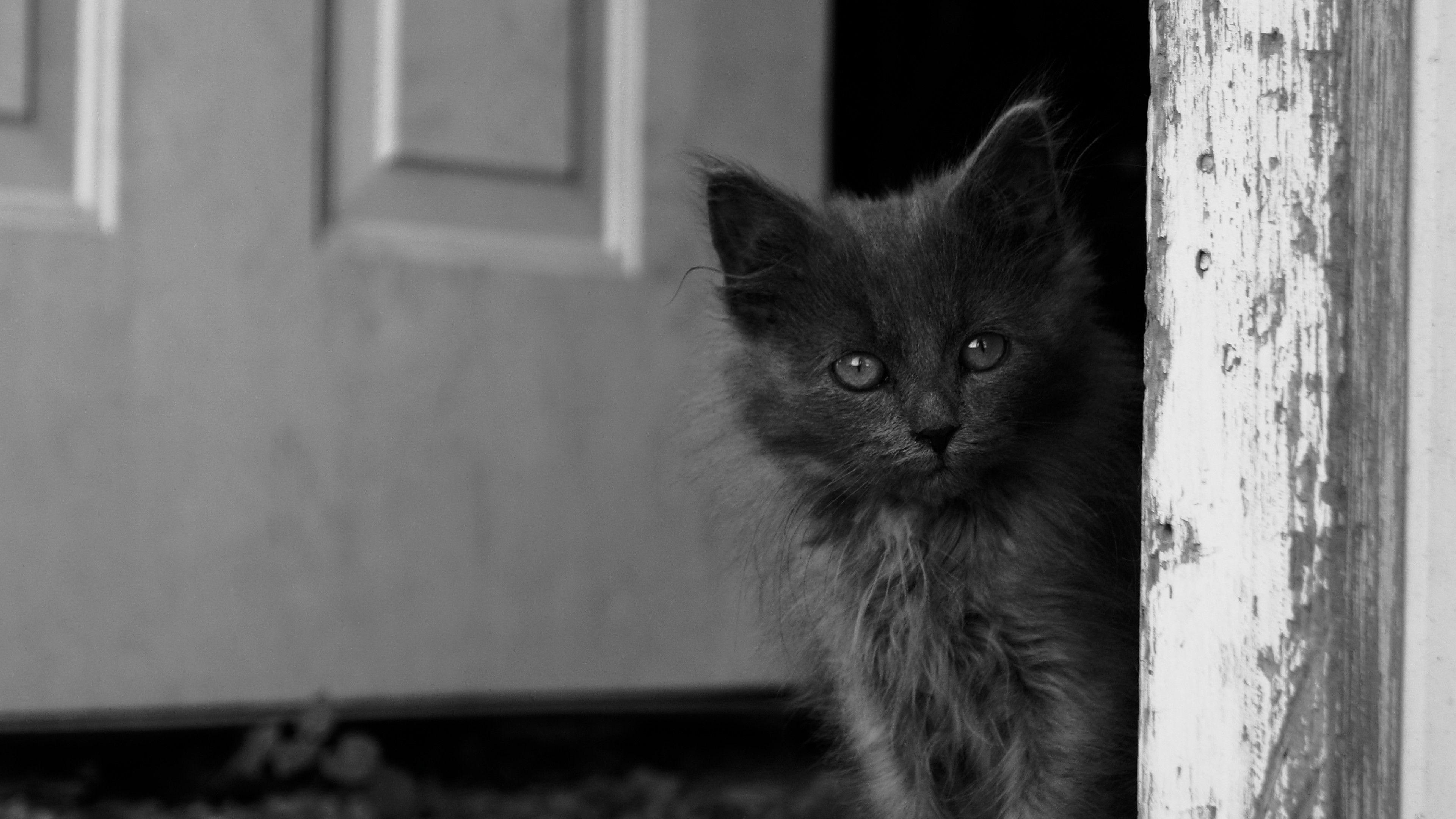 3840x2160 Black Kitten Wallpaper