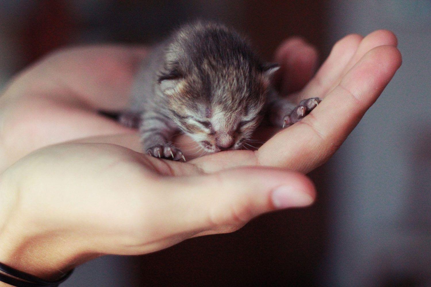1500x1000 Cute little on sale kittens