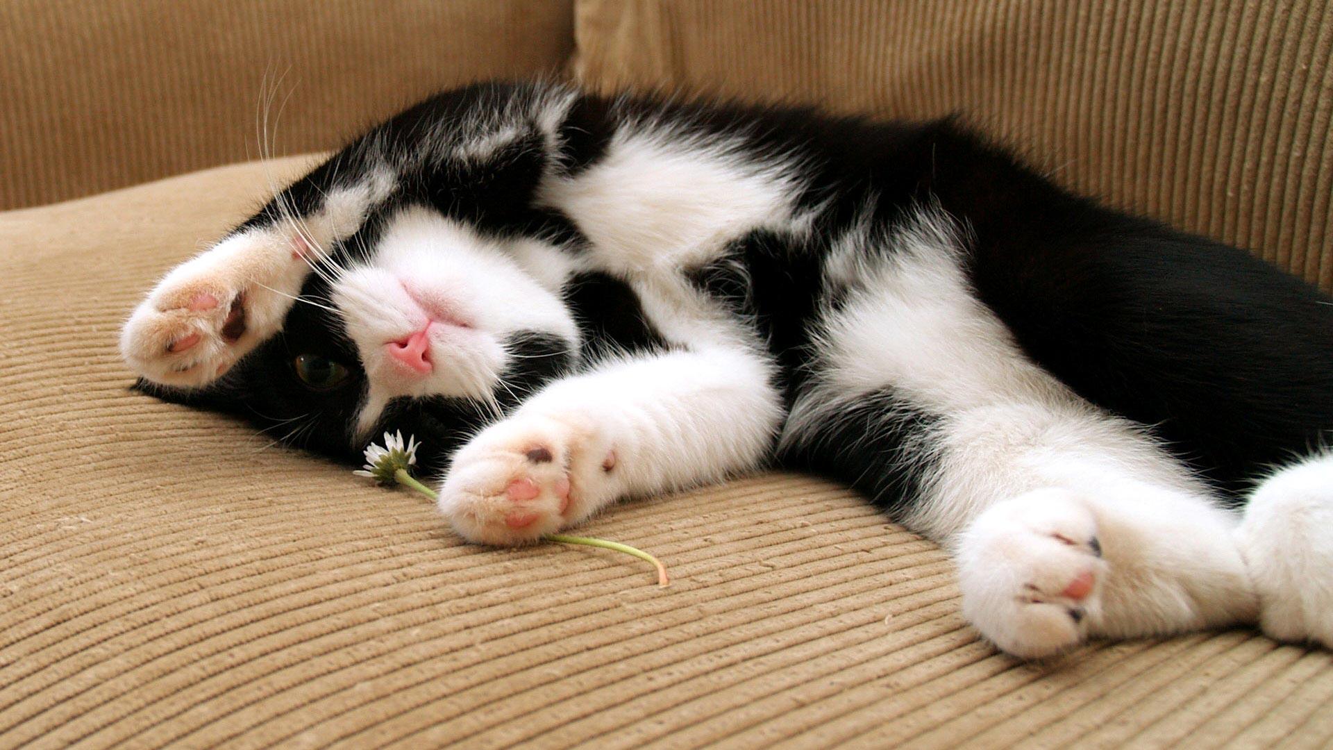 1920x1080 Black And White Kitten HD wallpaper