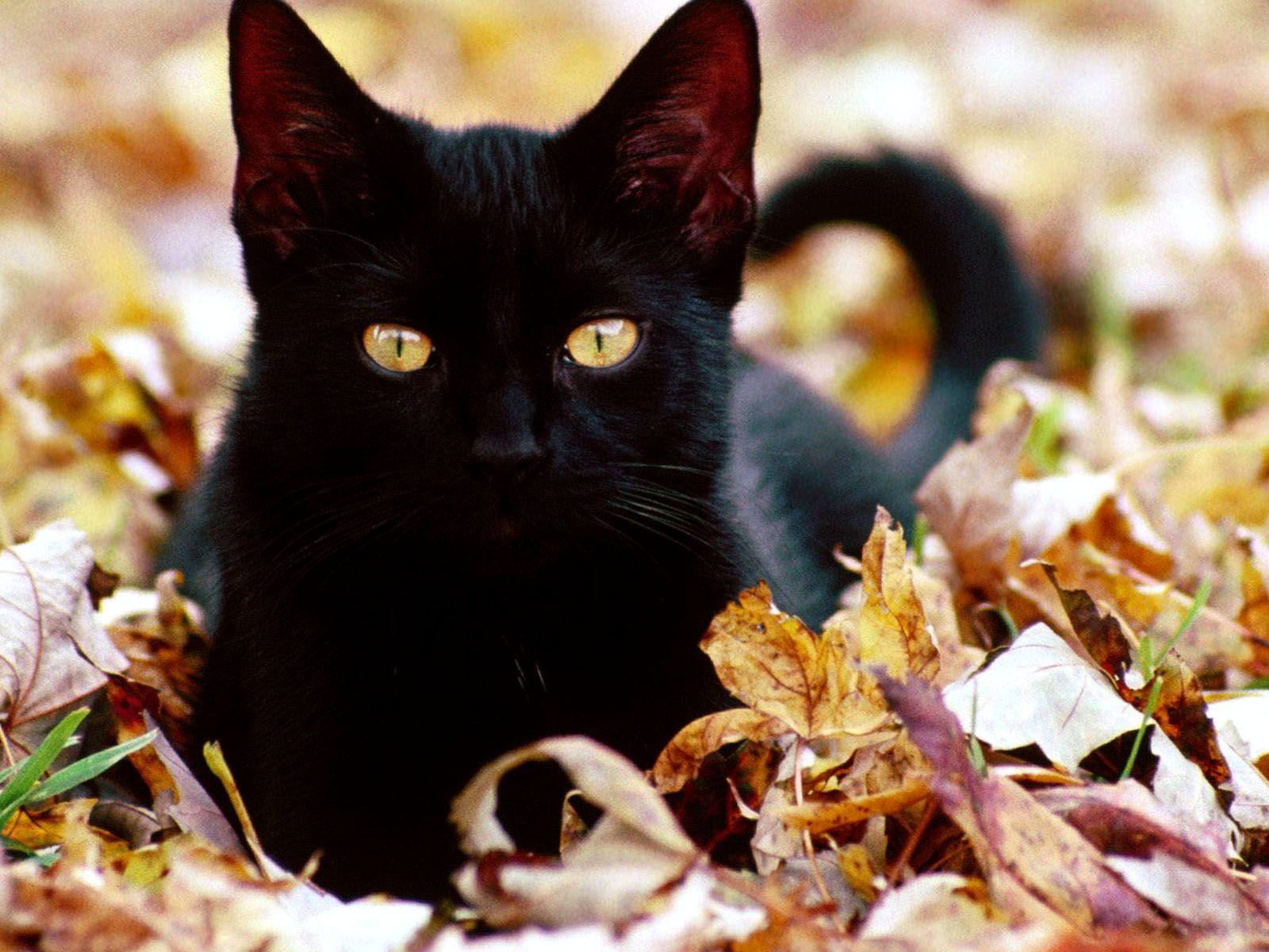 1600x1200 Black Cats Serious Wallpaper HD / Desktop and Mobile Background