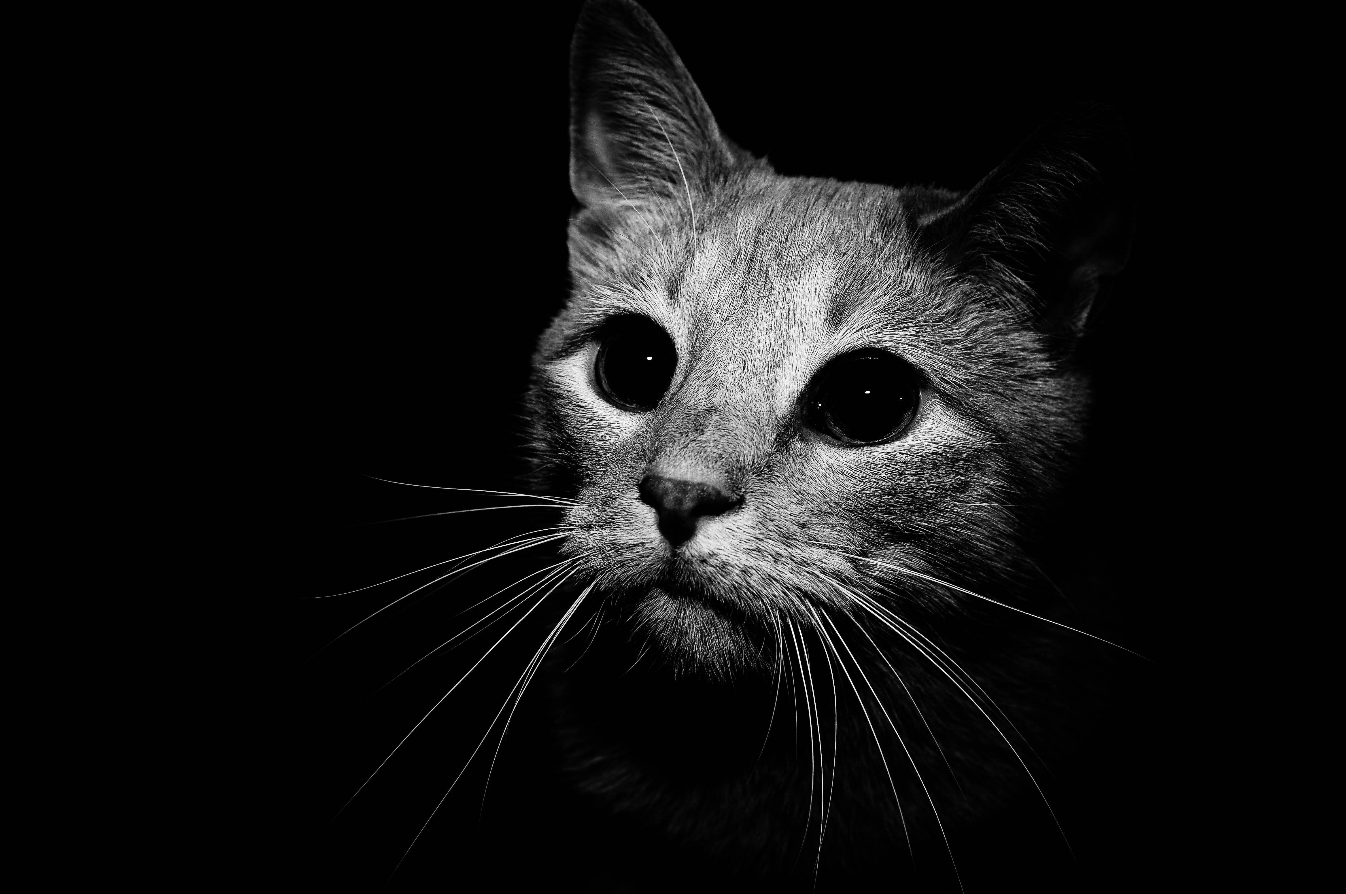 4672x3104 Black Kitten Wallpaper .