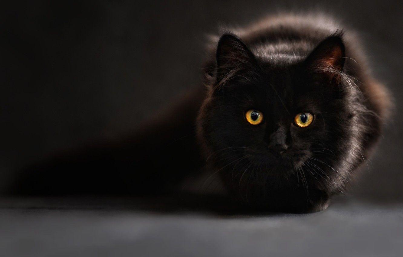 1332x850 Wallpaper Look, Eyes, Grey Background, Black, Cat, Black Cat image for desktop, section кошки