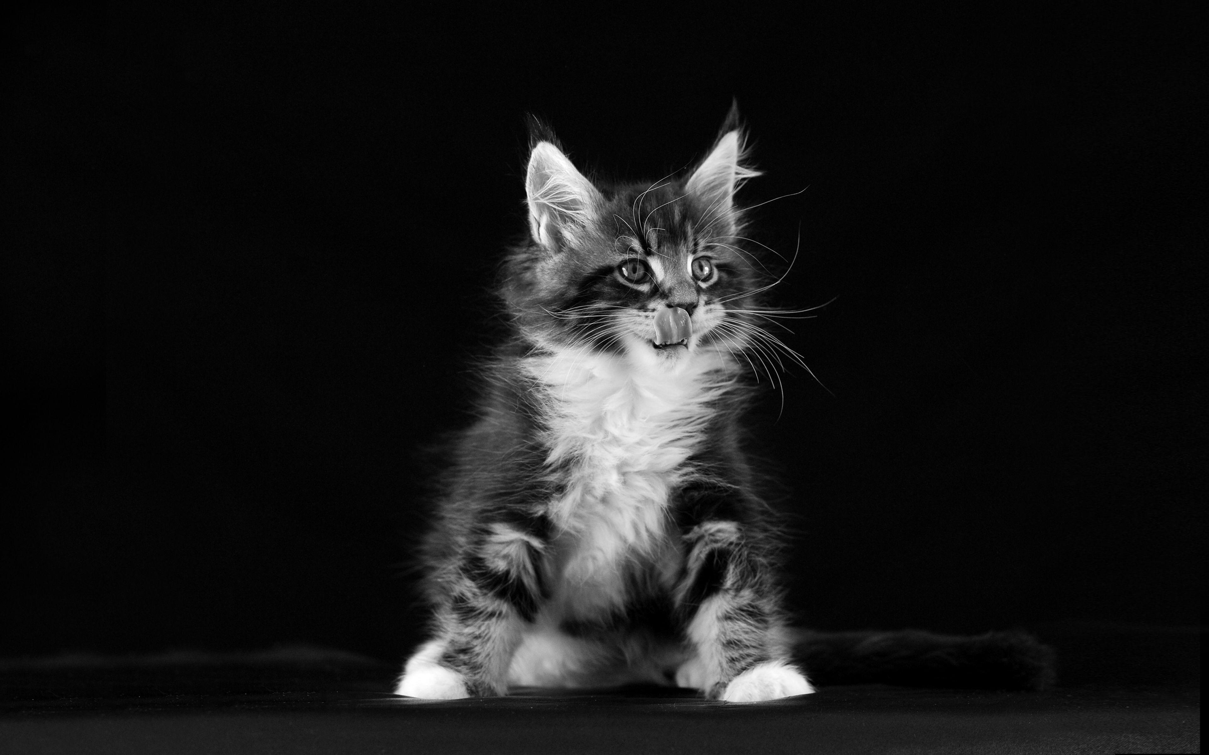 3840x2400 Kitten Black Background HD HD Wallpaper
