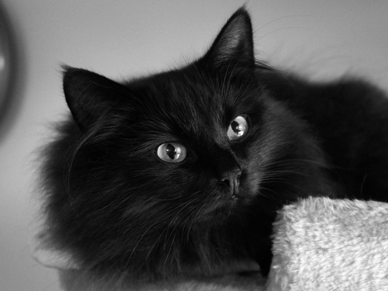 1600x1200 Fluffy Wallpaper Black Kittens