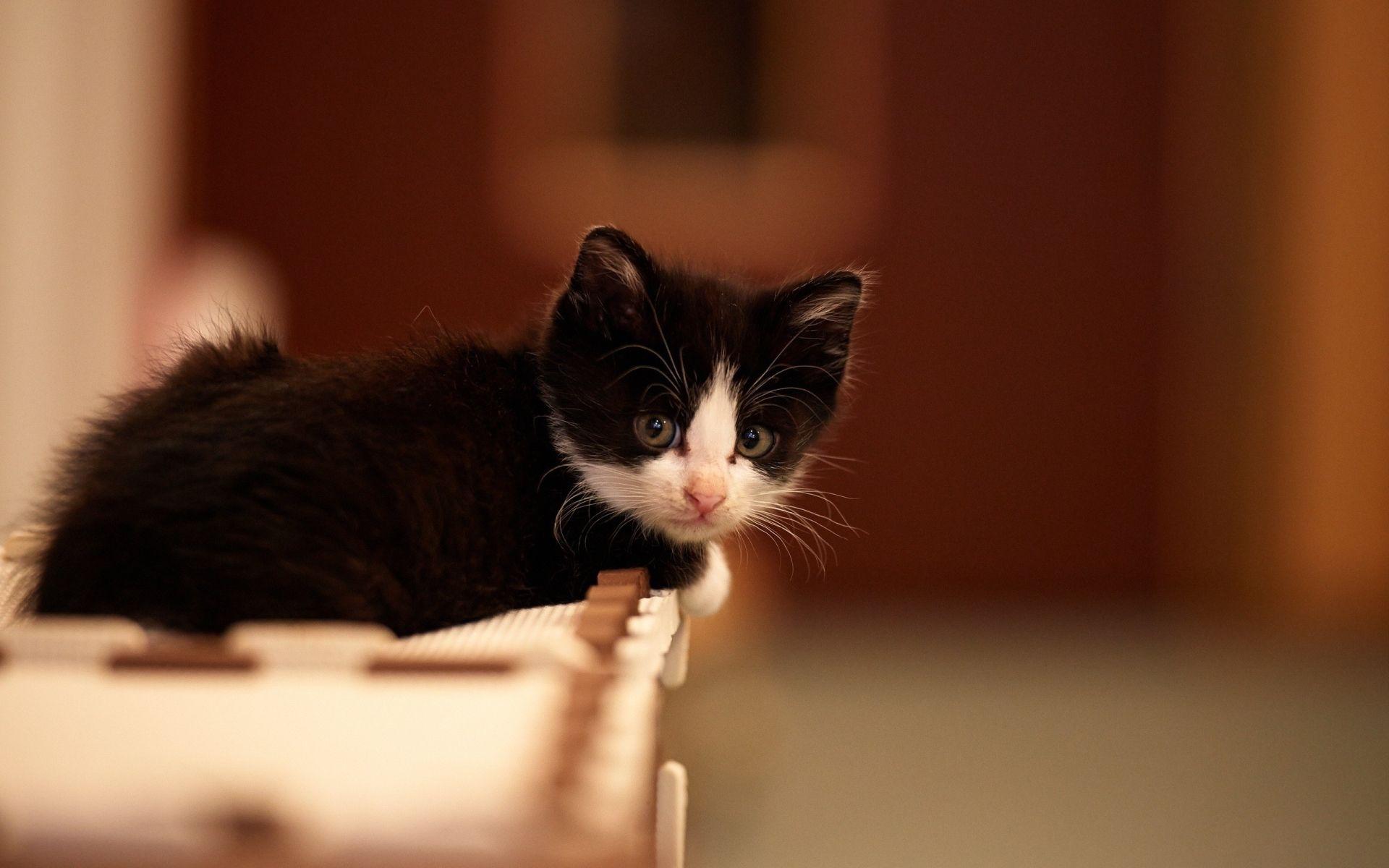 1920x1200 Black white kitten
