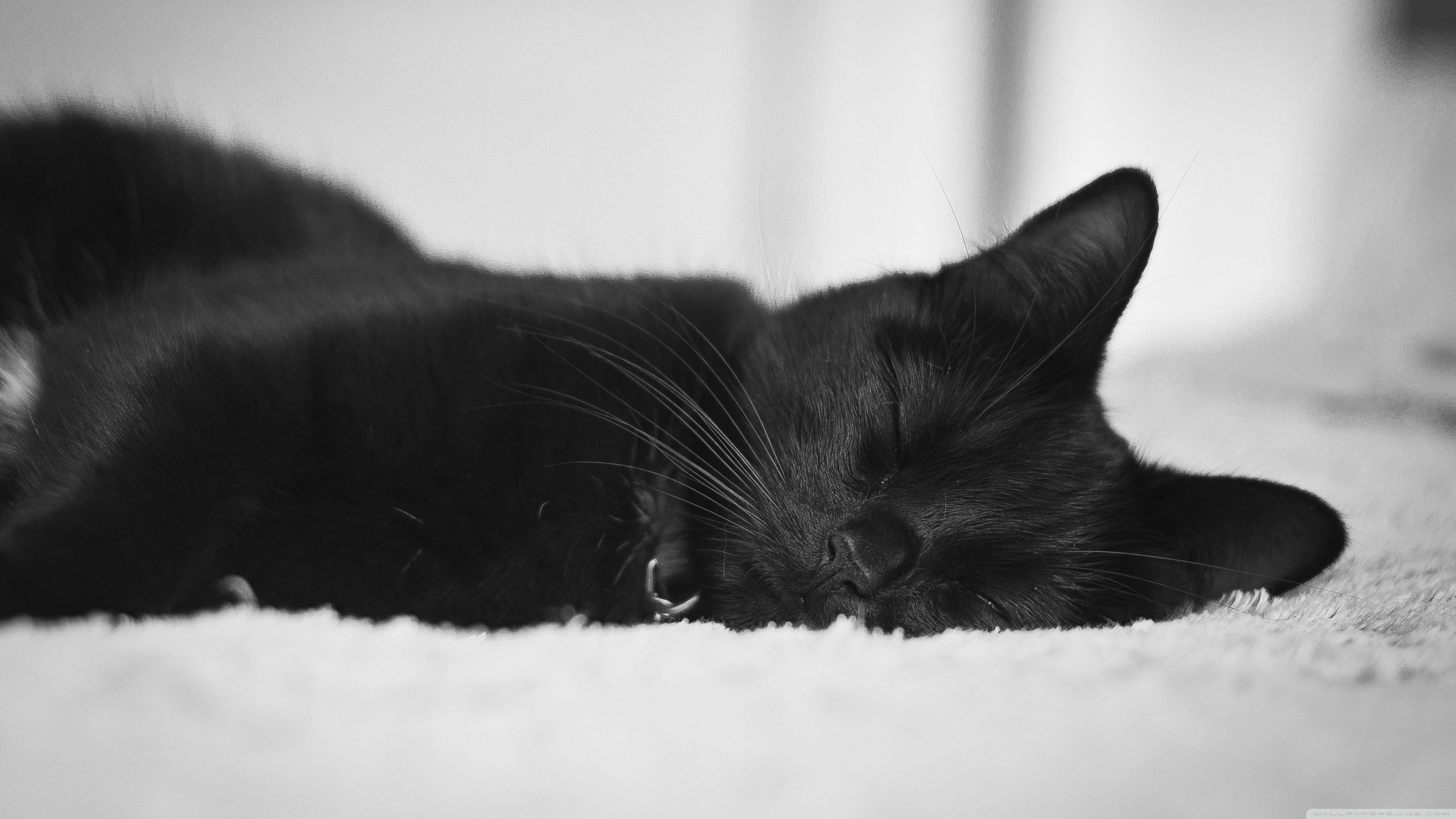 3840x2160 Cute Black Kitten Desktop Wallpaper .