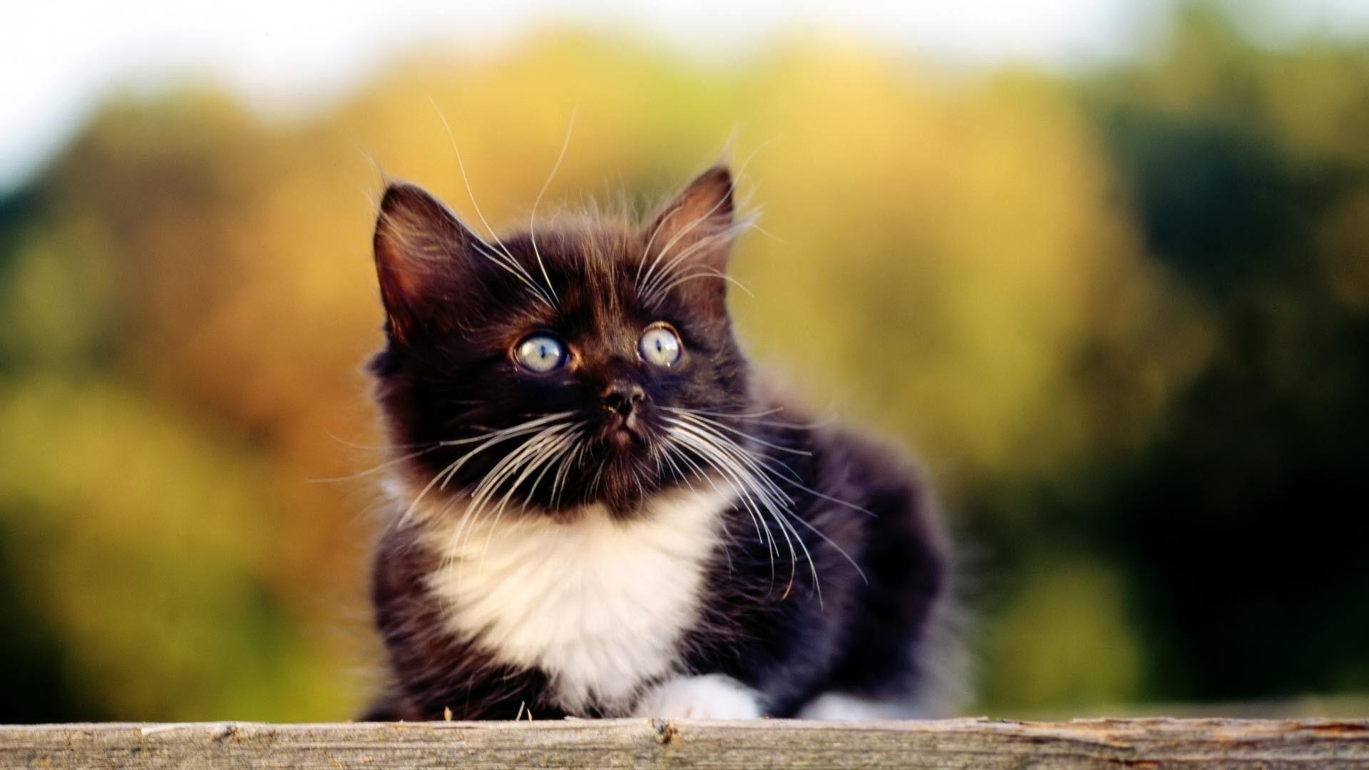 1920x1080 Black Cats And Kittens Wallpaper