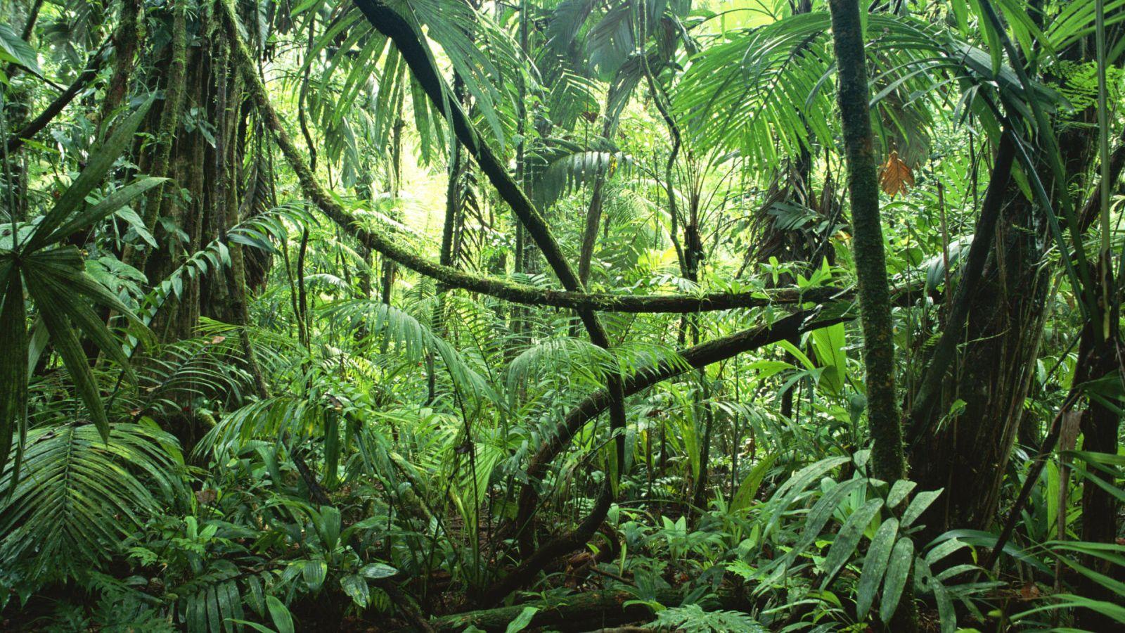 1600x900 tropical jungle Desktop wallpaper 1600x900