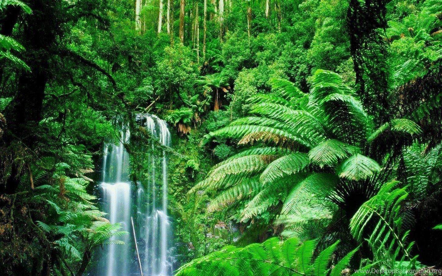 1440x900 Tropical Rainforest Backdrop .
