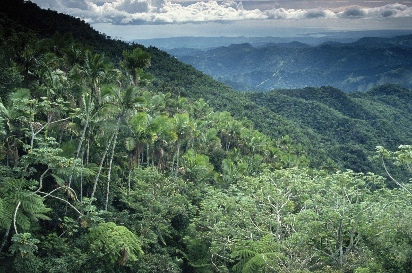 1600x1062 Free download Tropical Rainforest HD Wallpaper 1600x1062 iWallHD Wallpaper HD [1600x1062] for your Desktop, Mobile & Tablet. Explore Tropical Rainforest Wallpaper. Rainforest Wallpaper for Walls, Rainforest Wallpaper for Desktop