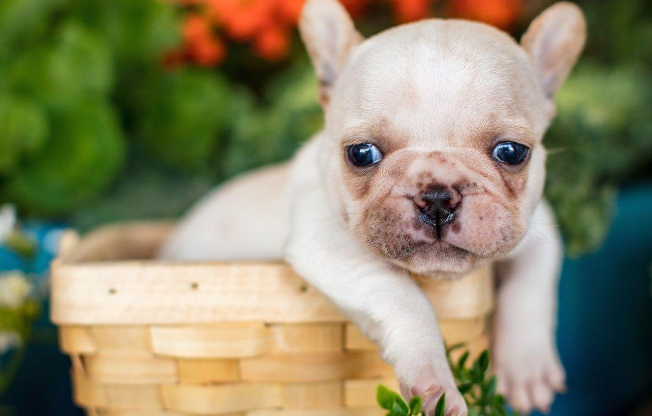 1332x850 Wallpaper look, basket, legs, baby, puppy, face, French bulldog image for desktop, section собаки