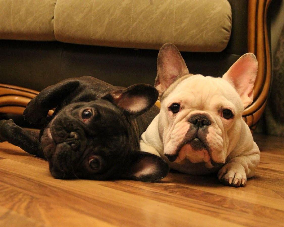 1125x900 French Bulldogs Wallpaper