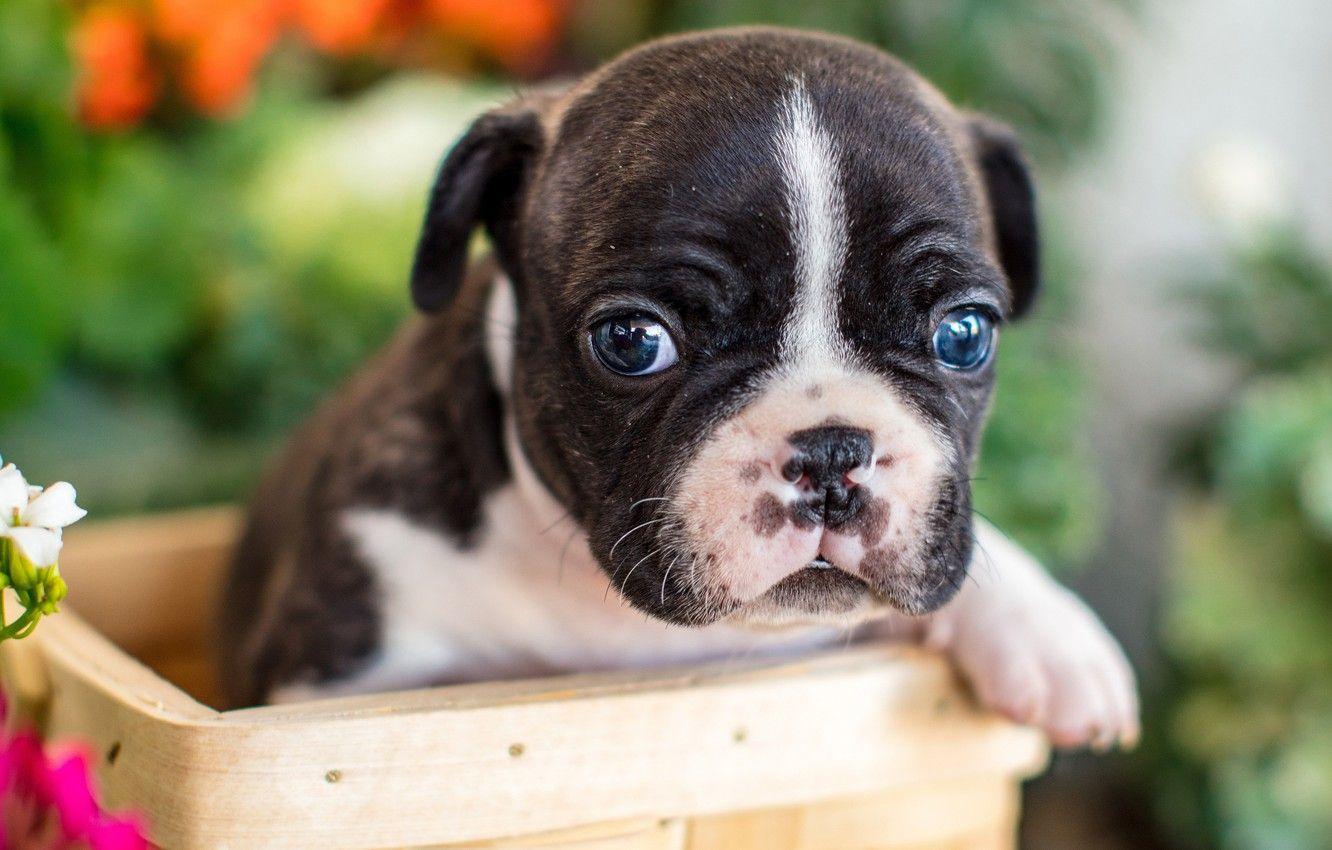 1332x850 Wallpaper look, basket, baby, puppy, face, French bulldog image for desktop, section собаки