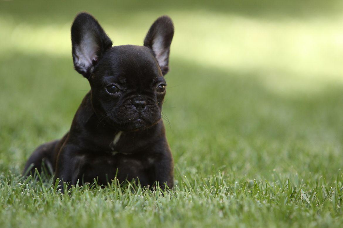 1170x780 French Bulldogs Wallpaper