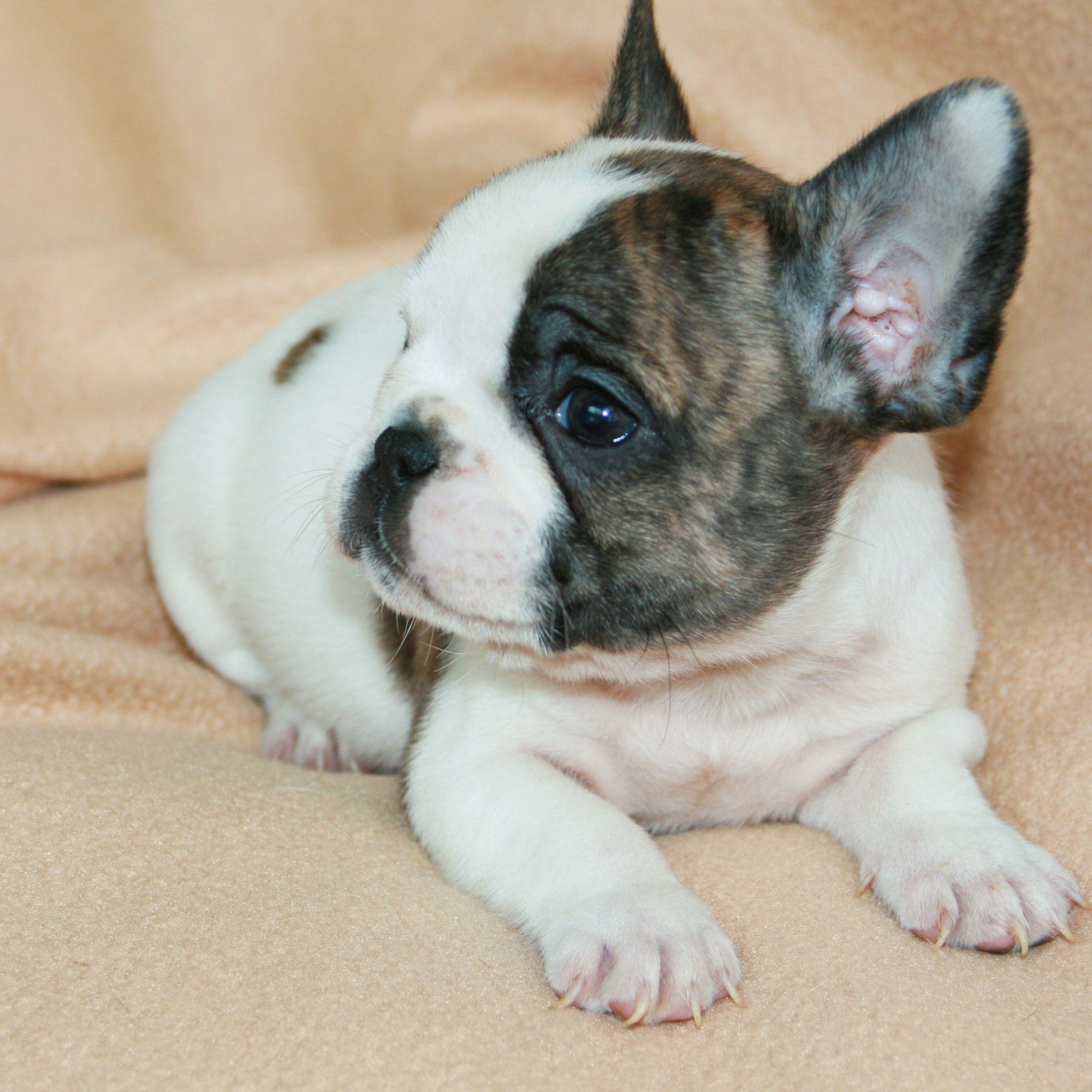 Baby French Bulldog Wallpapers - Top Free Baby French Bulldog ...