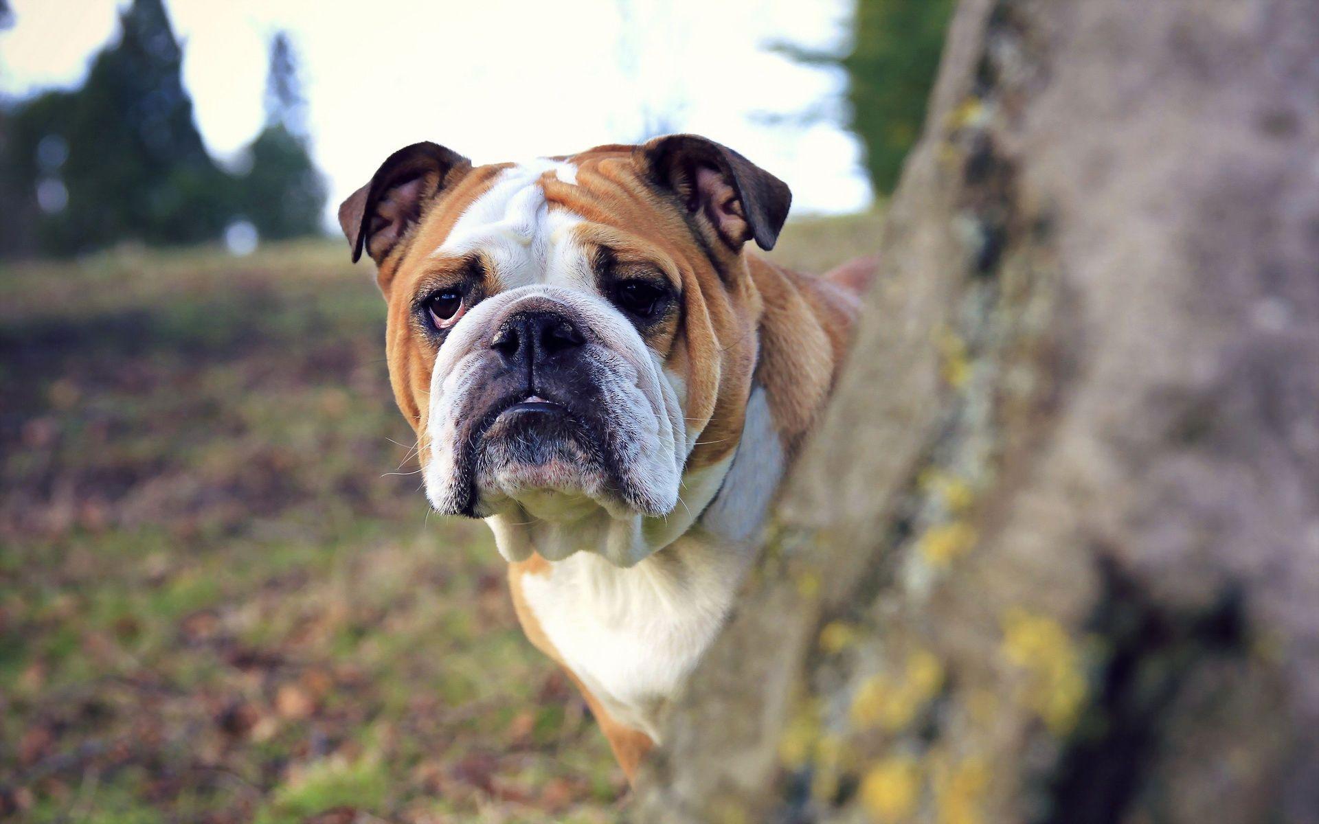 1920x1200 Bulldog Wallpaper (1920×1200). Bulldog Wallpaper, English Bulldog Dog, Bulldog Breeds