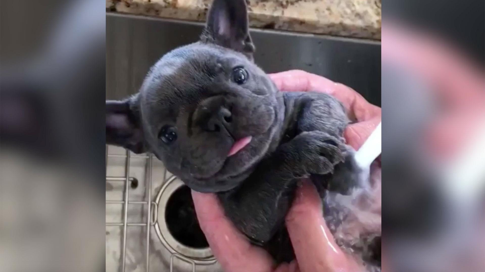 1920x1080 This French bulldog blissfully bathing is perfectly cute