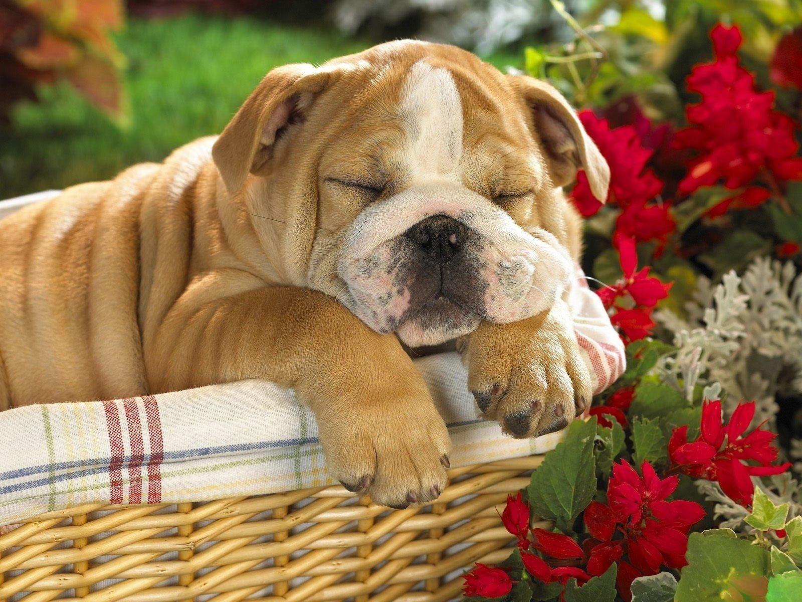 1600x1200 English Bulldog Wallpaper