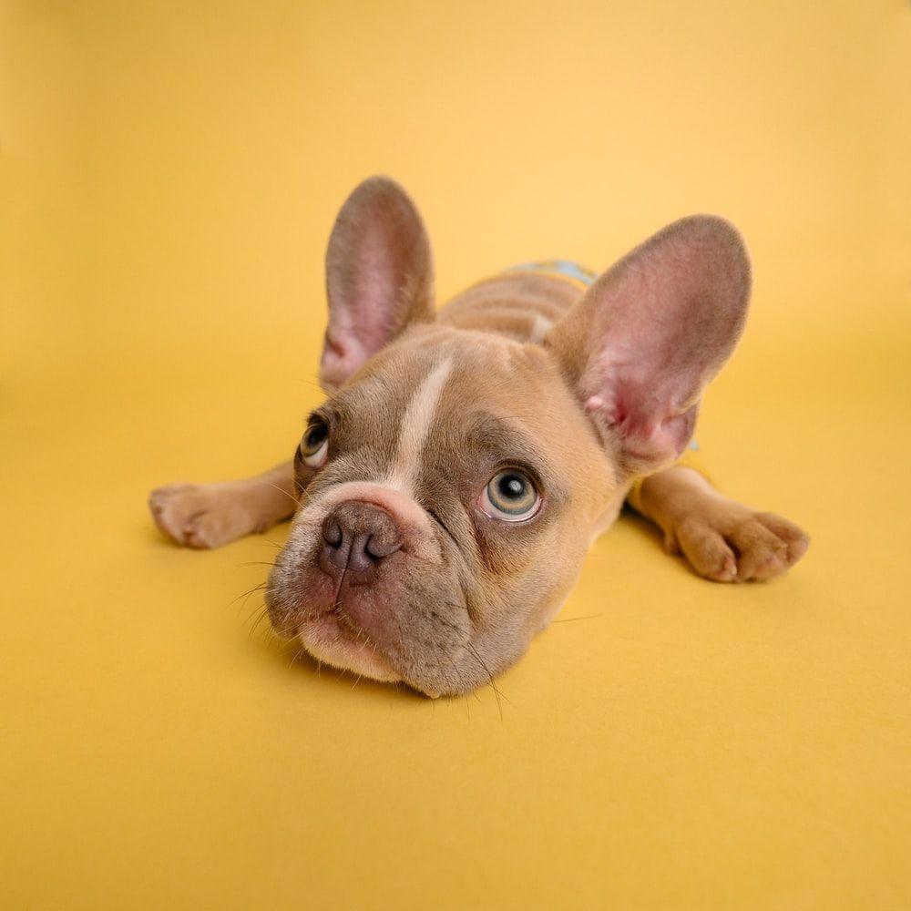 1000x1000 French Bulldog Picture. Download Free Image
