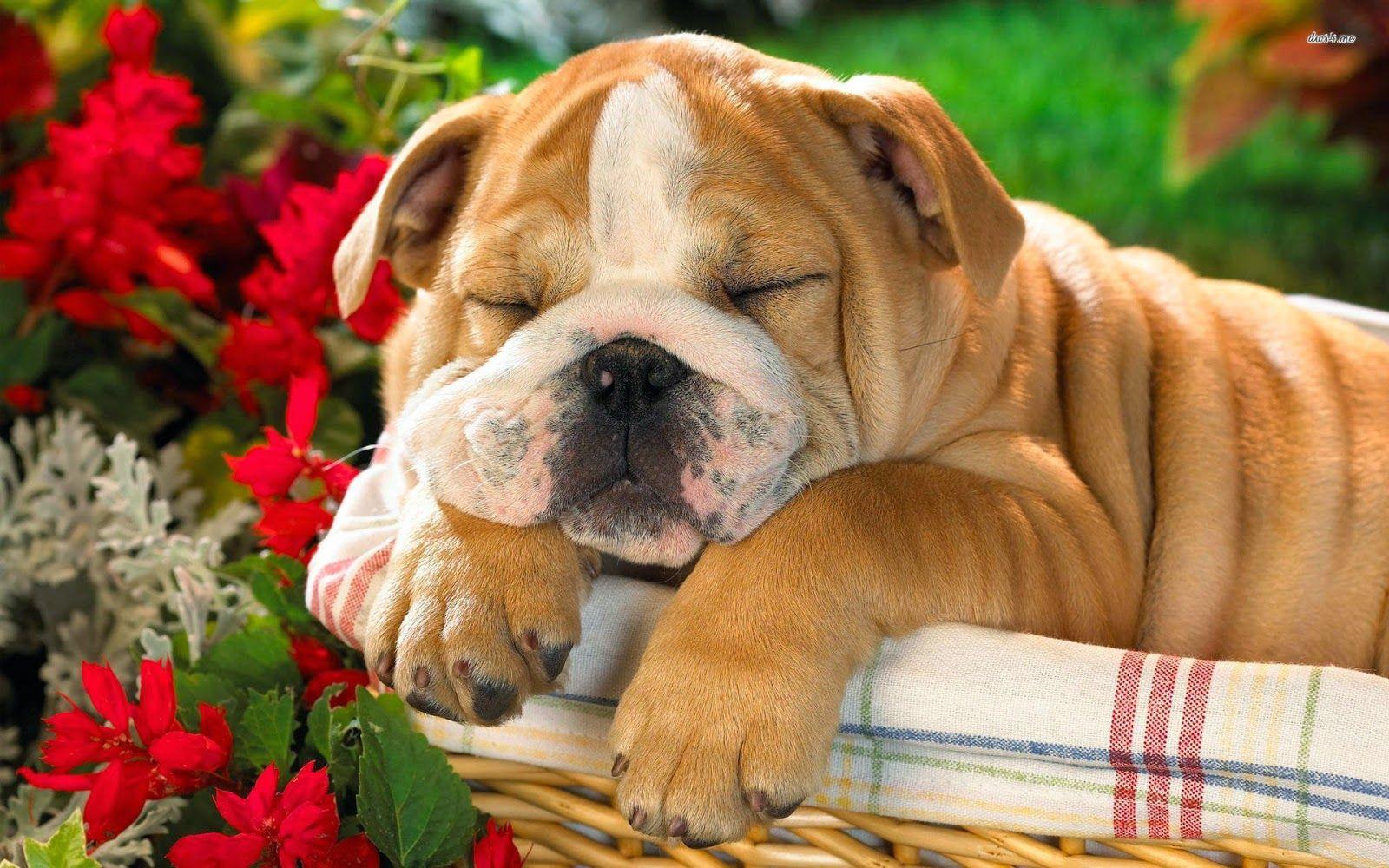 1600x1000 Old English Bulldog Wallpaper