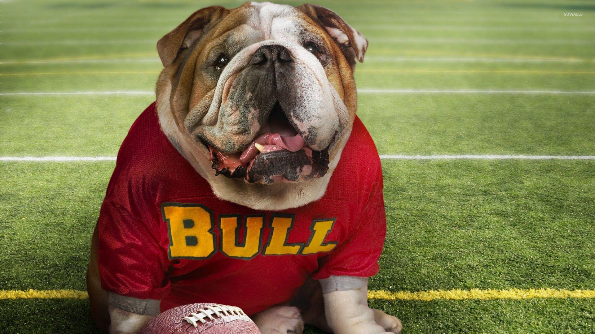 1920x1080 English Bulldog [3] wallpaper wallpaper