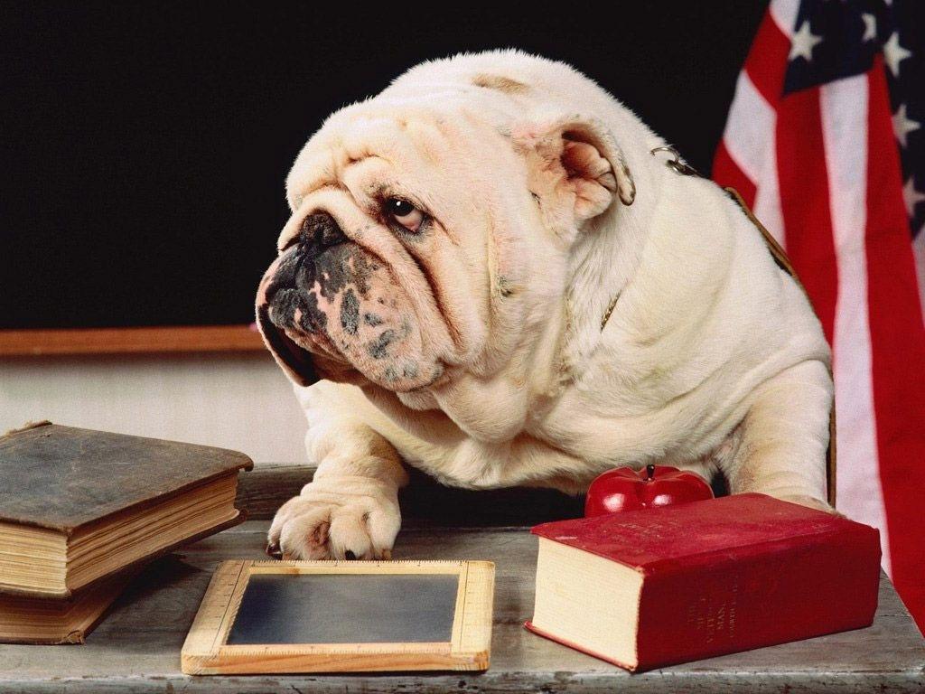 1024x768 English Bulldog