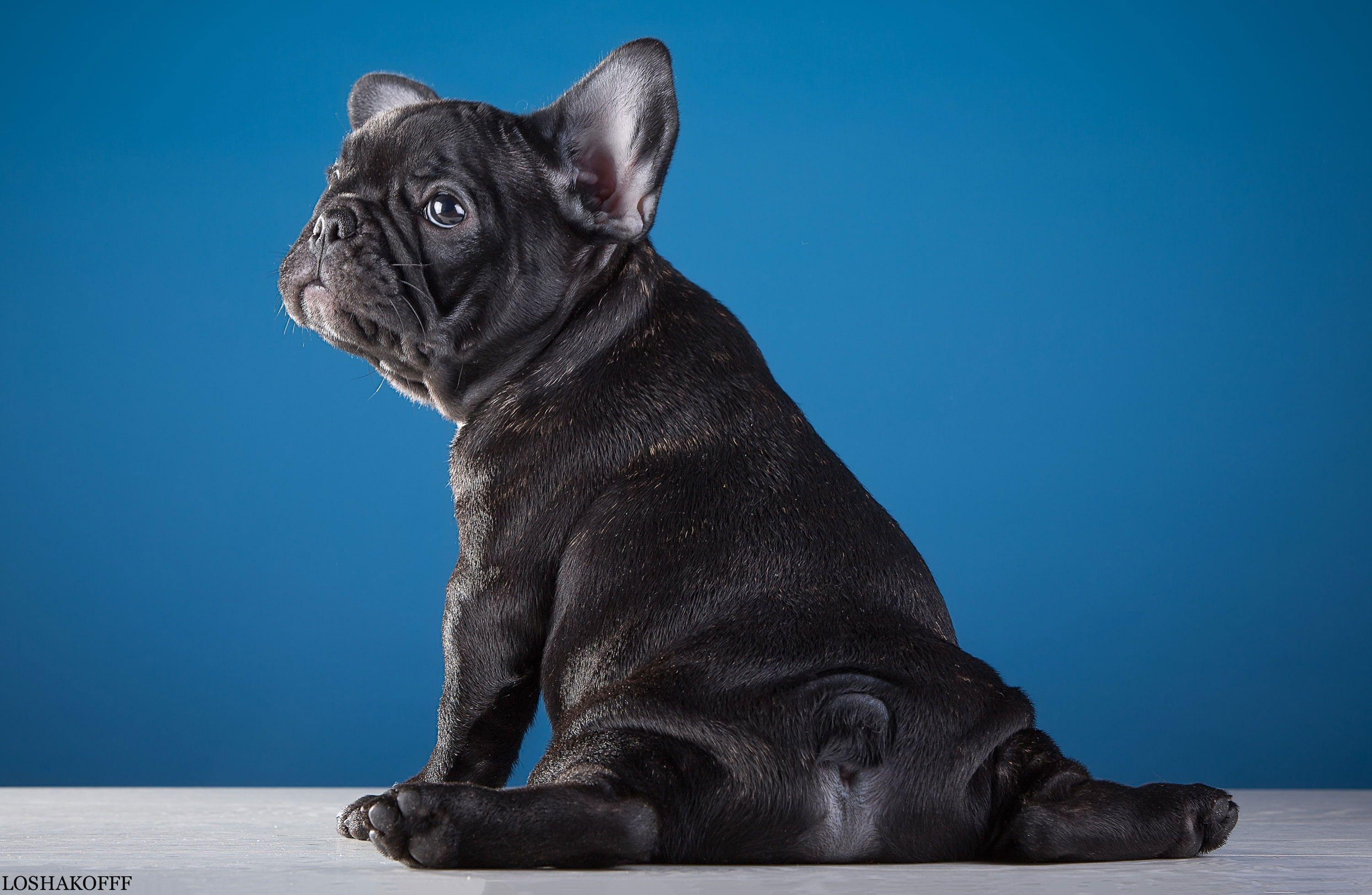 Baby French Bulldog Wallpapers - Top Free Baby French Bulldog Backgrounds - WallpaperAccess