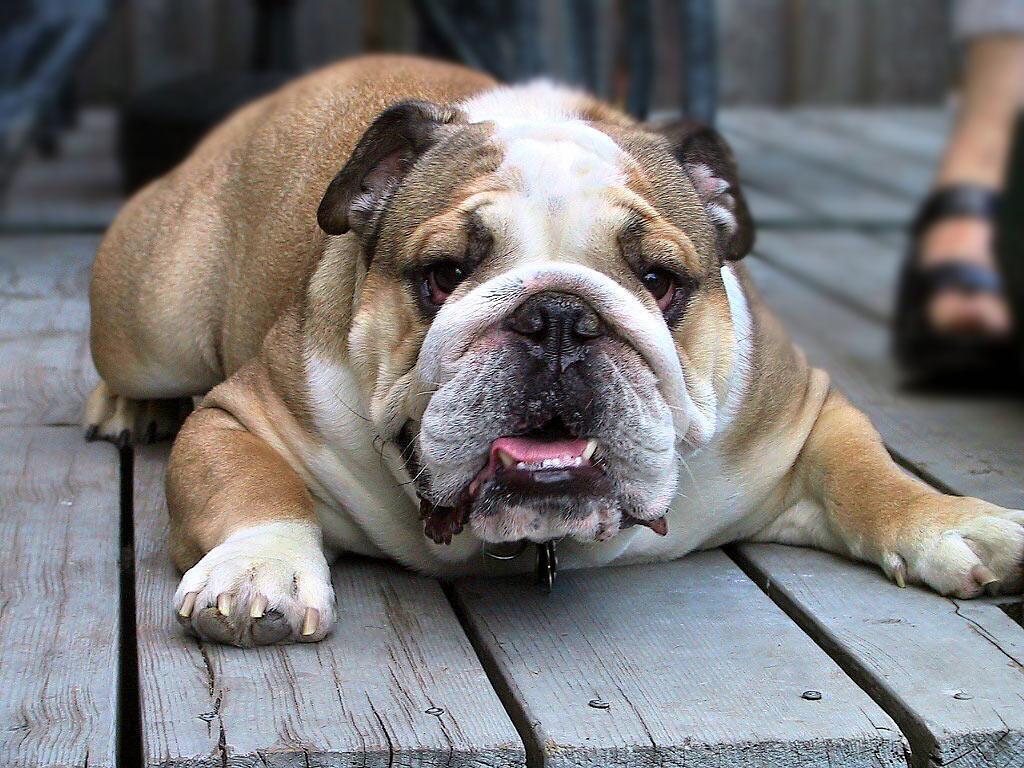 1024x768 English Bulldog Wallpaper for Android