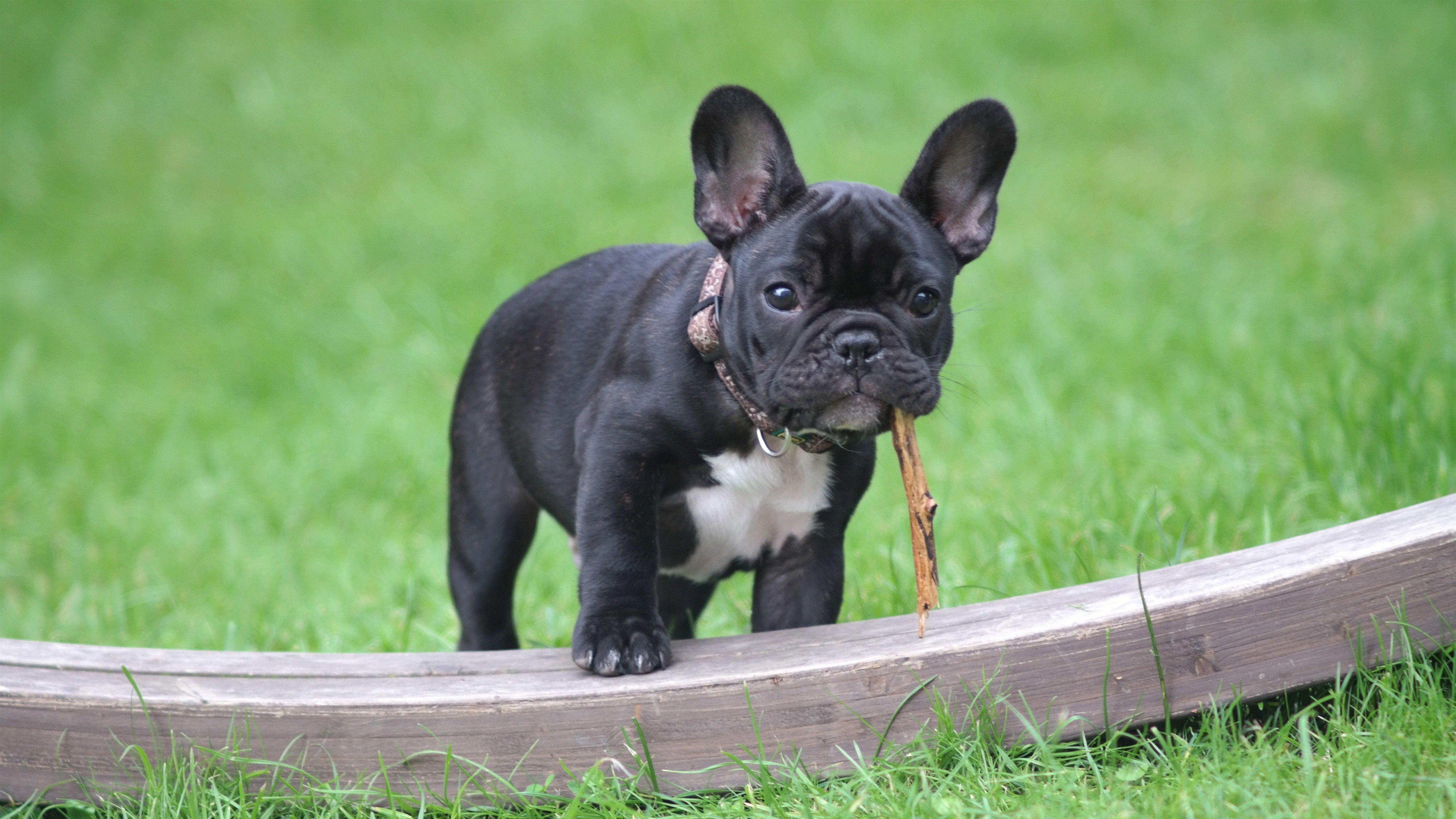 5120x2880 Baby French Bulldog Background .