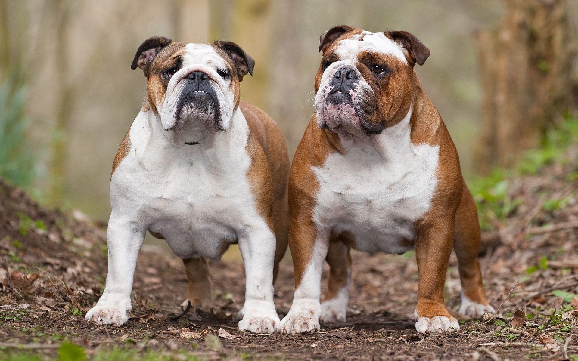 1920x1200 Wallpaper. Bulldog, Bulldog breeds, English bulldog