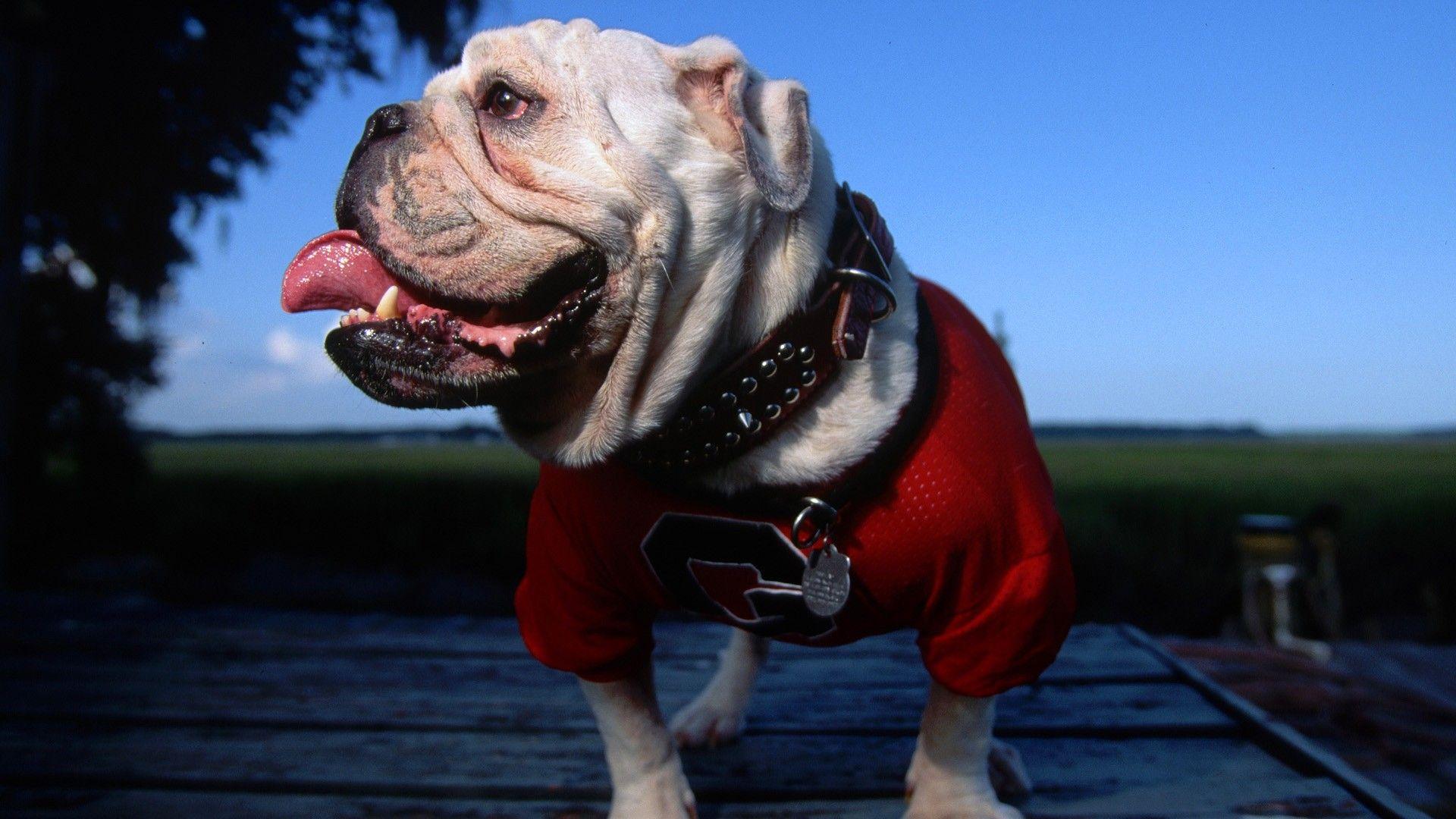 1920x1080 Georgia Bulldogs Wallpaper 23 High Resolution Wallpaper