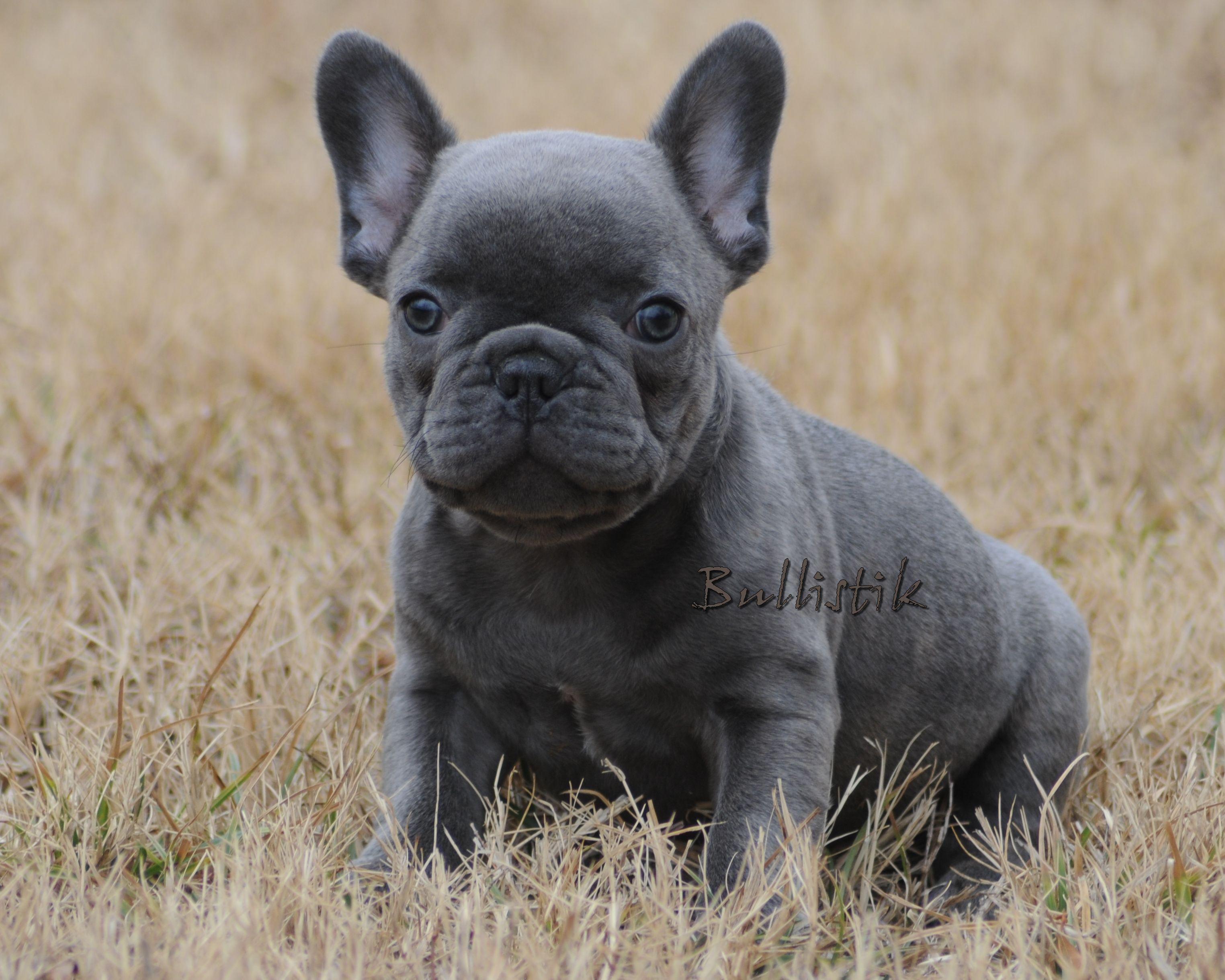 3048x2438 Baby French Bulldog Puppies Wallpapar .